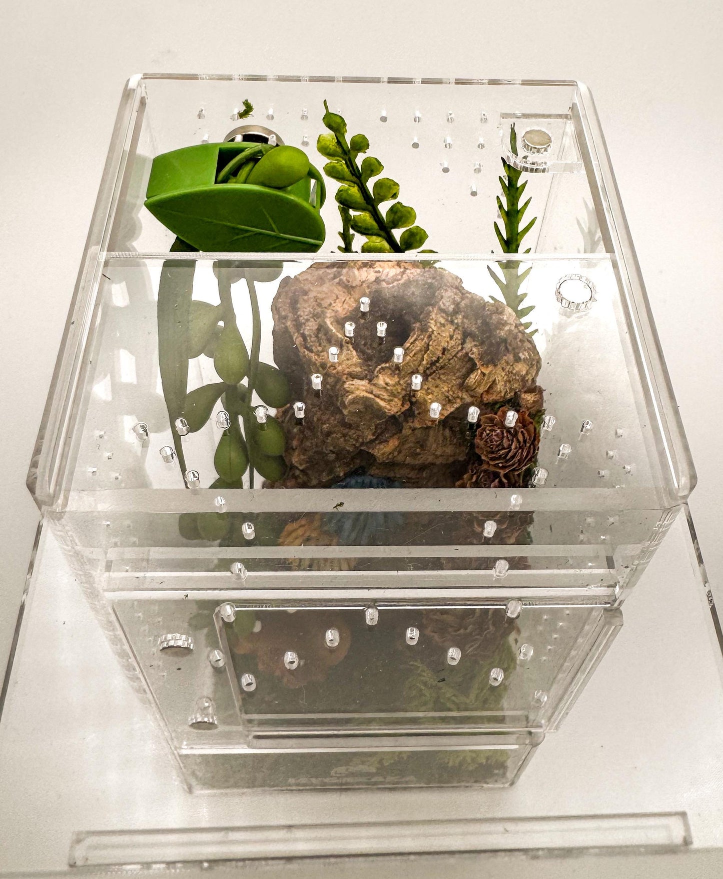 Small Decorated Magnetic Front Opening Jumping Spider Enclosure, 3x3x6