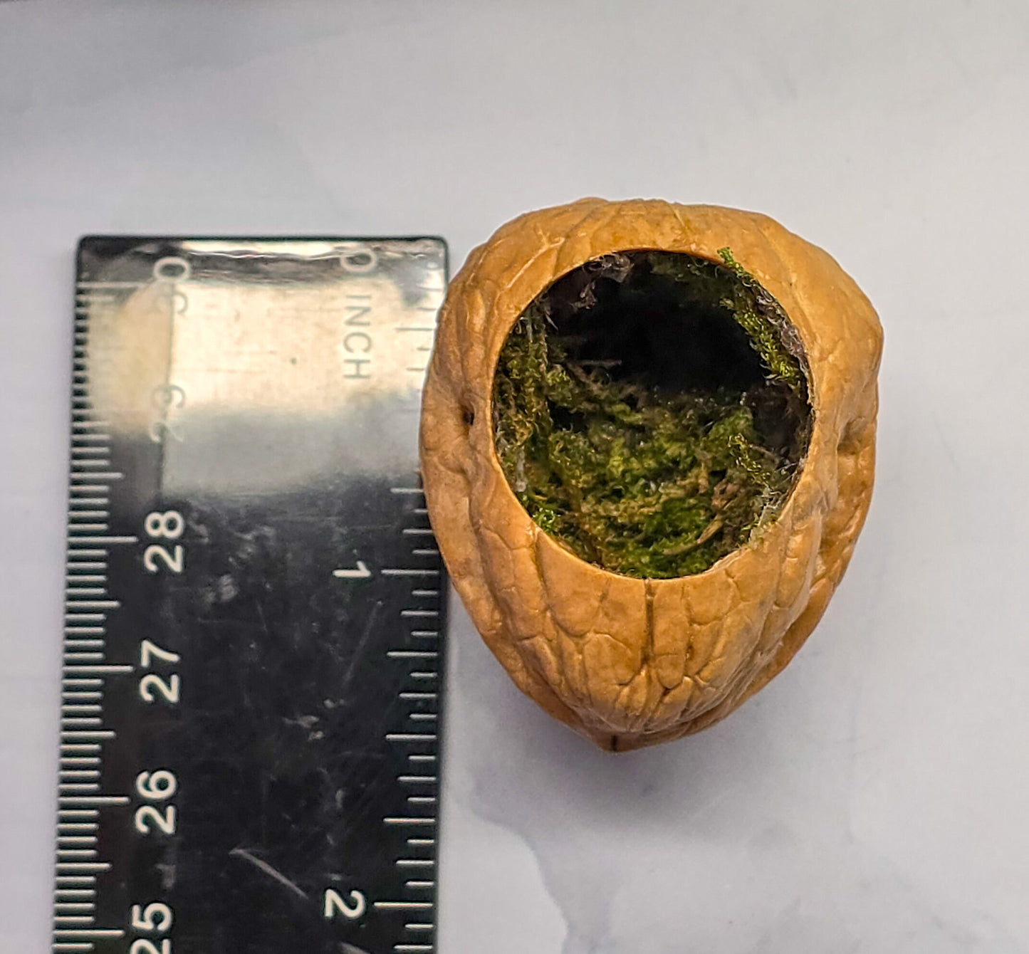 Jumping Spider Walnut Hide, walnut hide for enclosure, magnet accessories for spider habitat