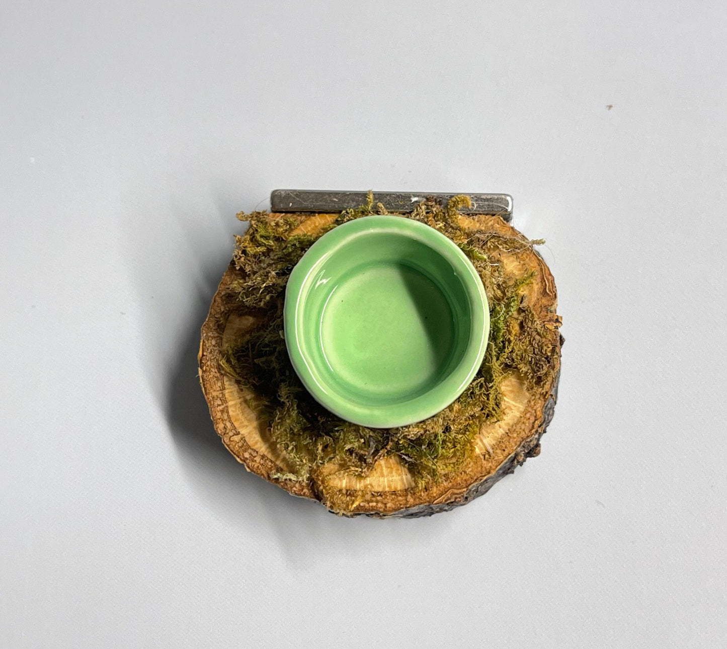 Jumping Spider food dish