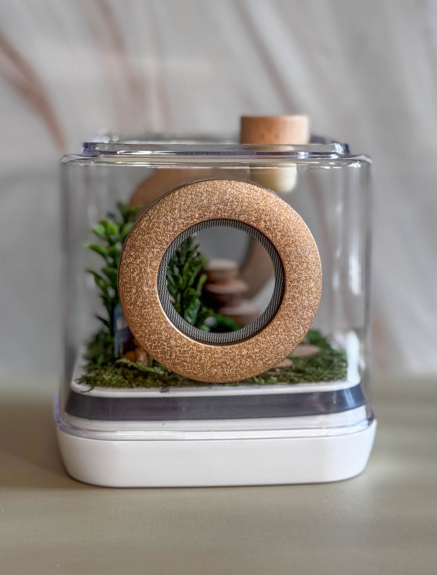 Decorated Small Jumping Spider Enclosure, 5x5x5