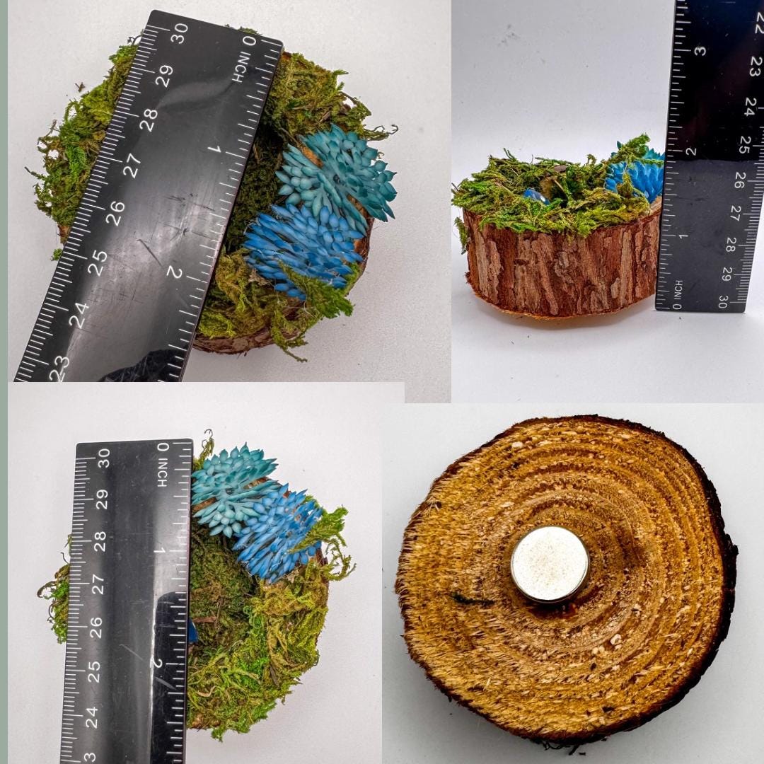 Jumping Spider Wood Hide