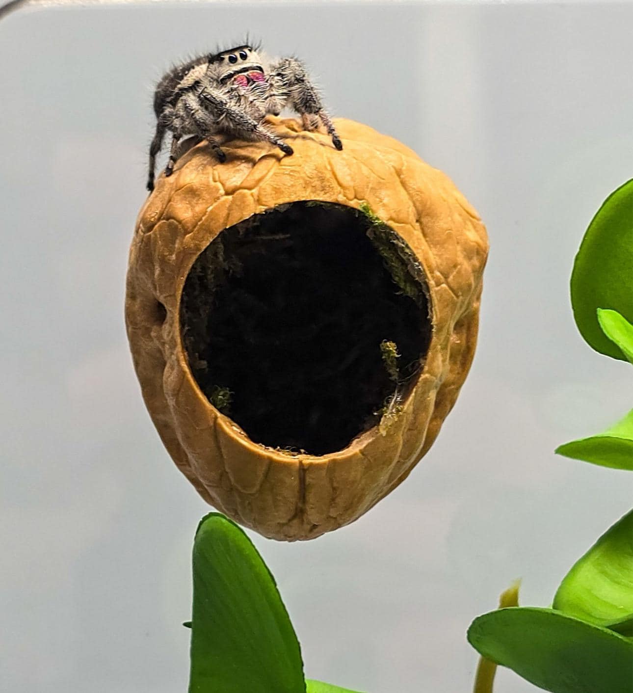Jumping Spider Enclosure 5x5x7, spider house, spider habitat, arachnid habitat, spider enclosure, jumping spider habitat