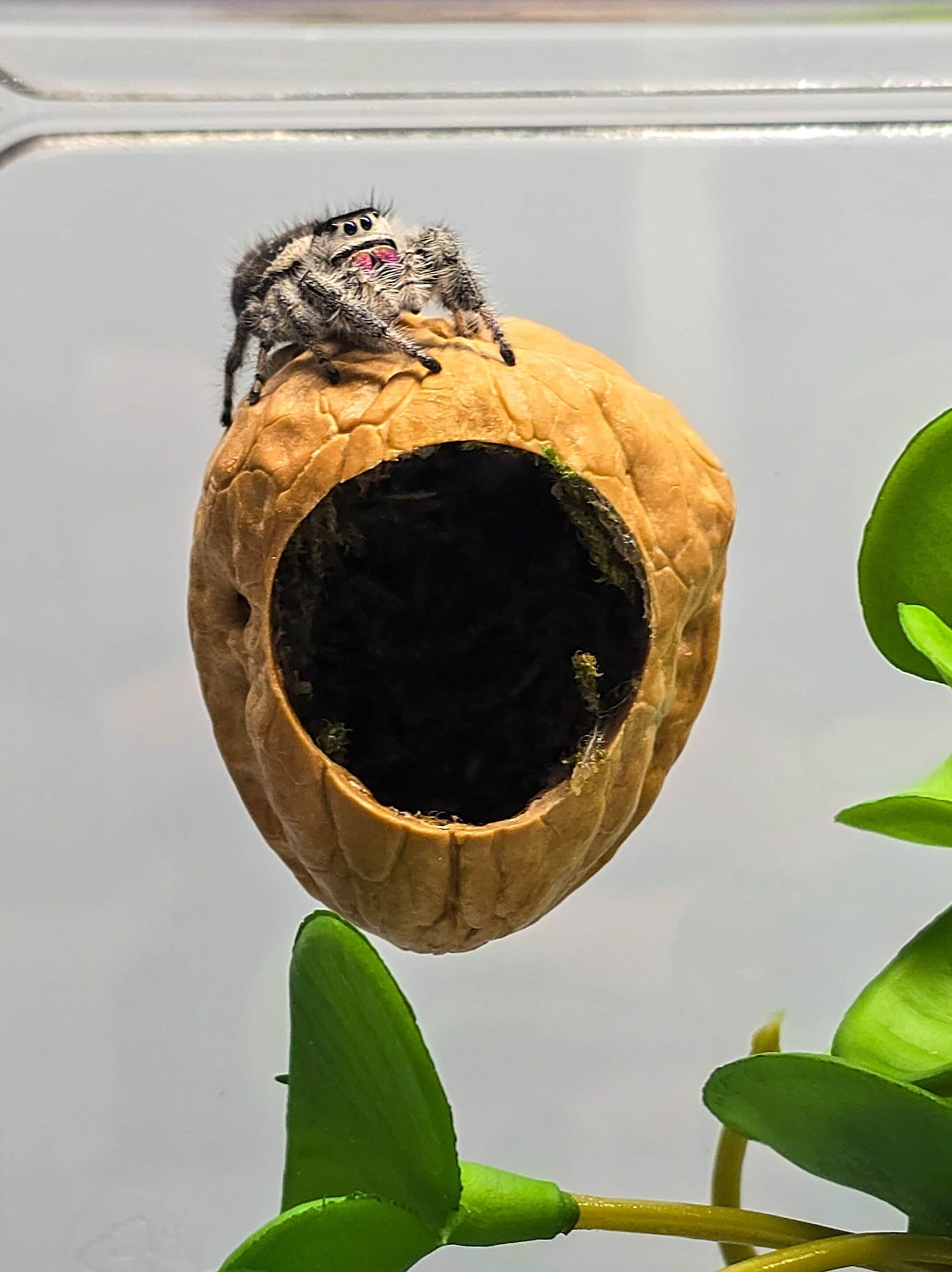 Jumping Spider Enclosure Accessories