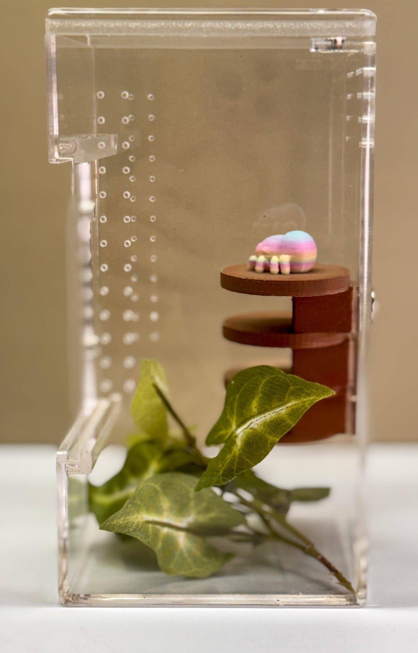 Jumping spider enclosure ladder or steps, magnetic enclosure accessory, small/medium decor for habitat