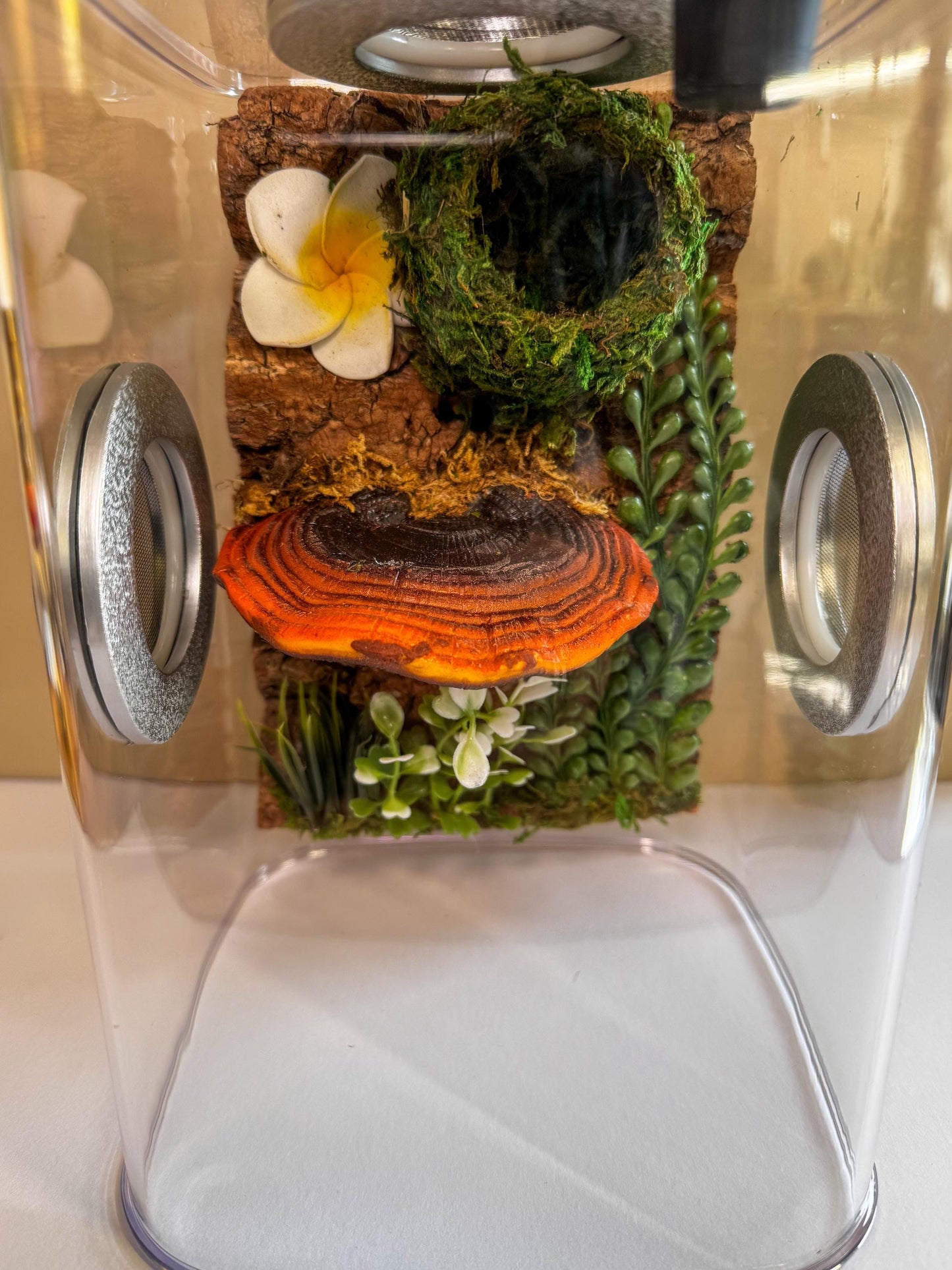 Decorated Large Jumping Spider Enclosure, 6x6x9