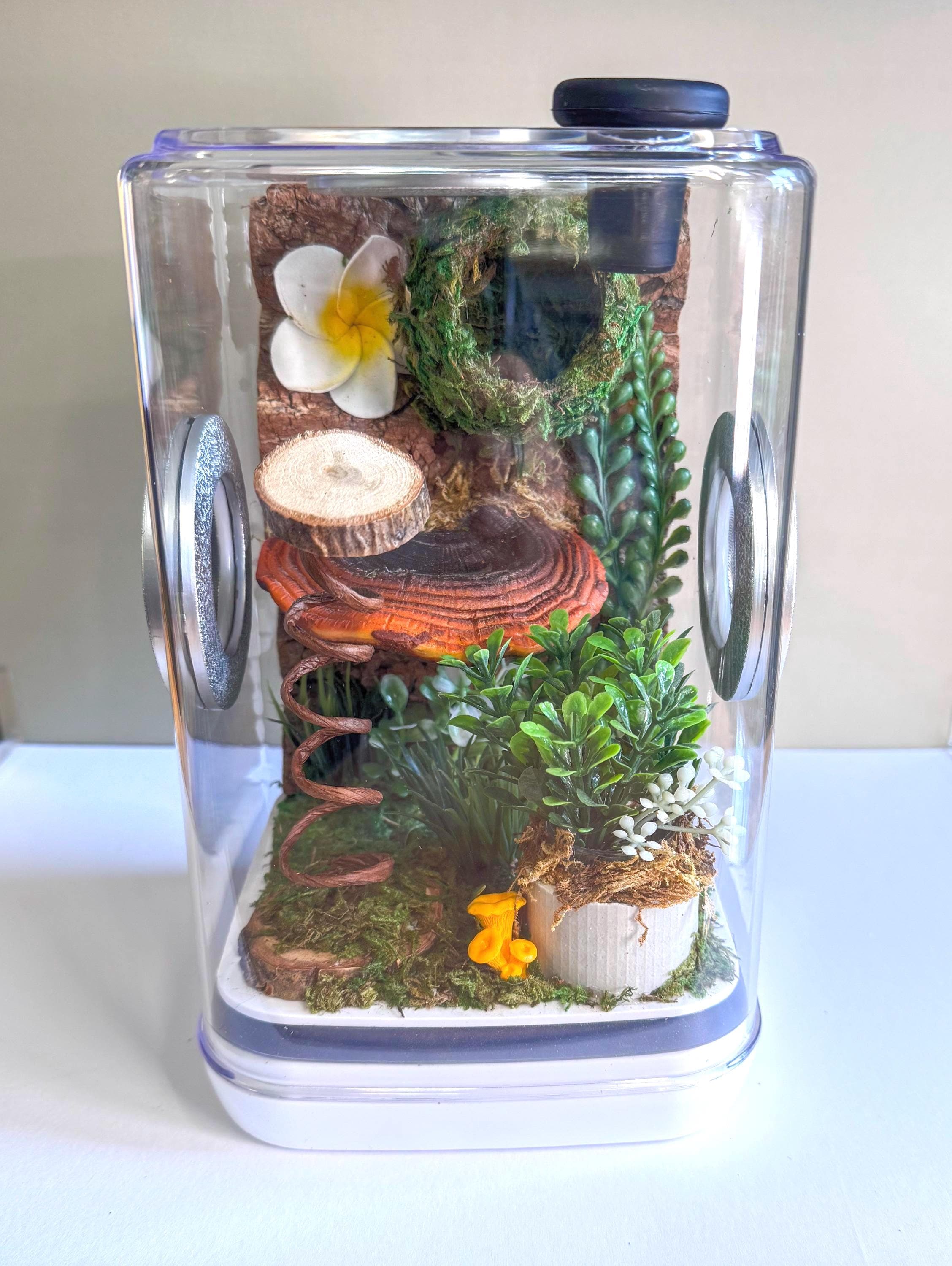 Decorated Large Jumping Spider Enclosure, 6x6x9 – RaCoe Designs