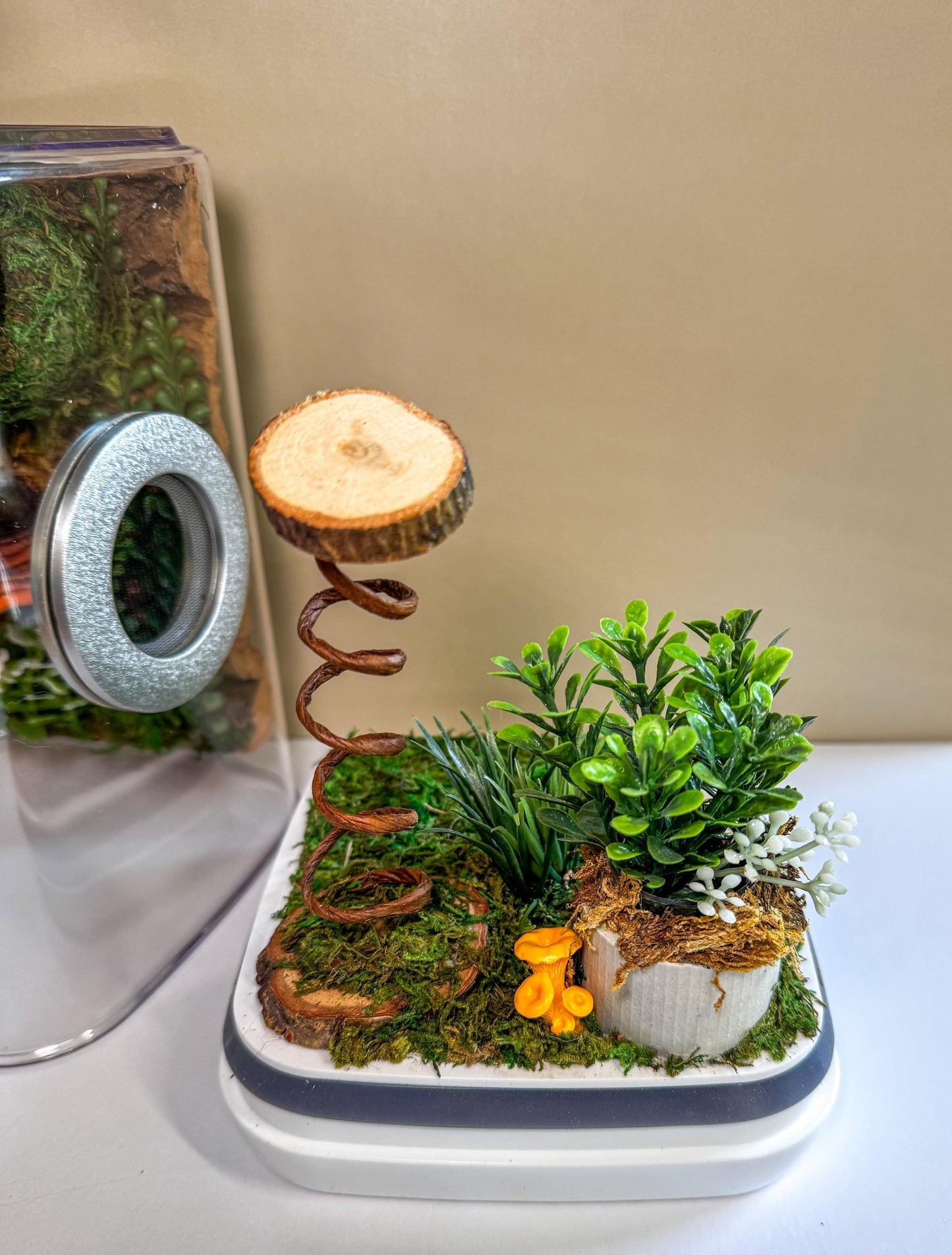 Decorated Large Jumping Spider Enclosure, 6x6x9