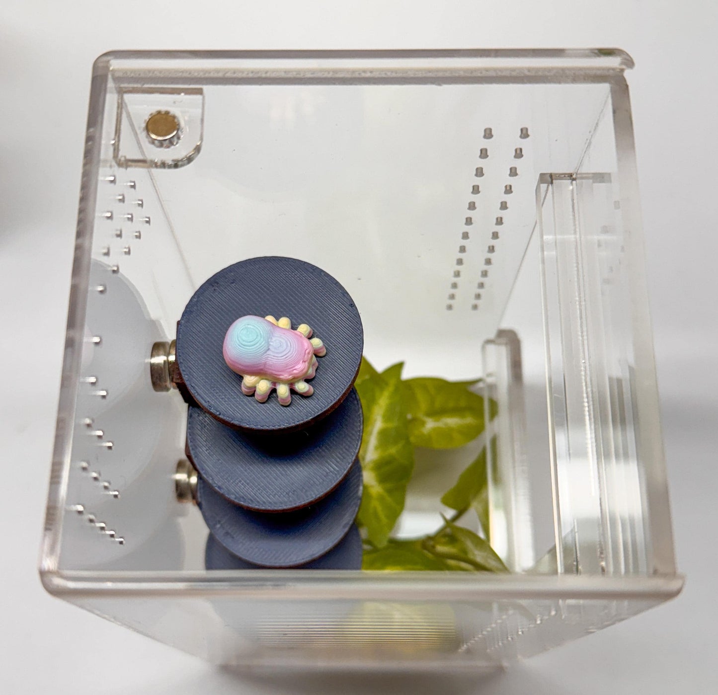 Jumping spider enclosure ladder or steps, magnetic enclosure accessory, small/medium decor for habitat