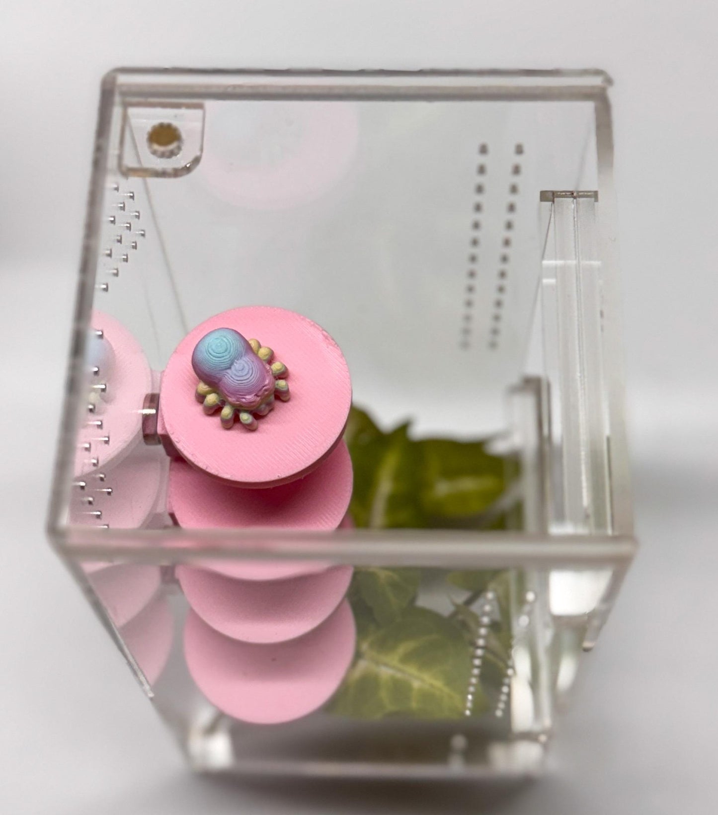 Jumping spider enclosure ladder or steps, magnetic enclosure accessory,  jumping spider decor, small to medium