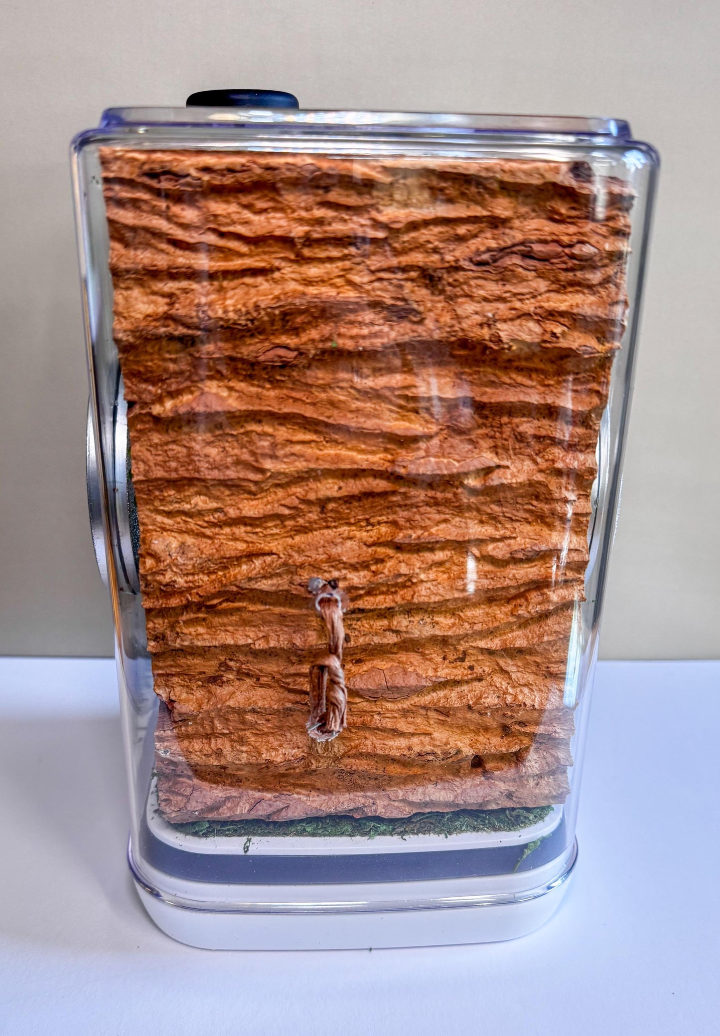 Decorated Large Jumping Spider Enclosure, 6x6x9