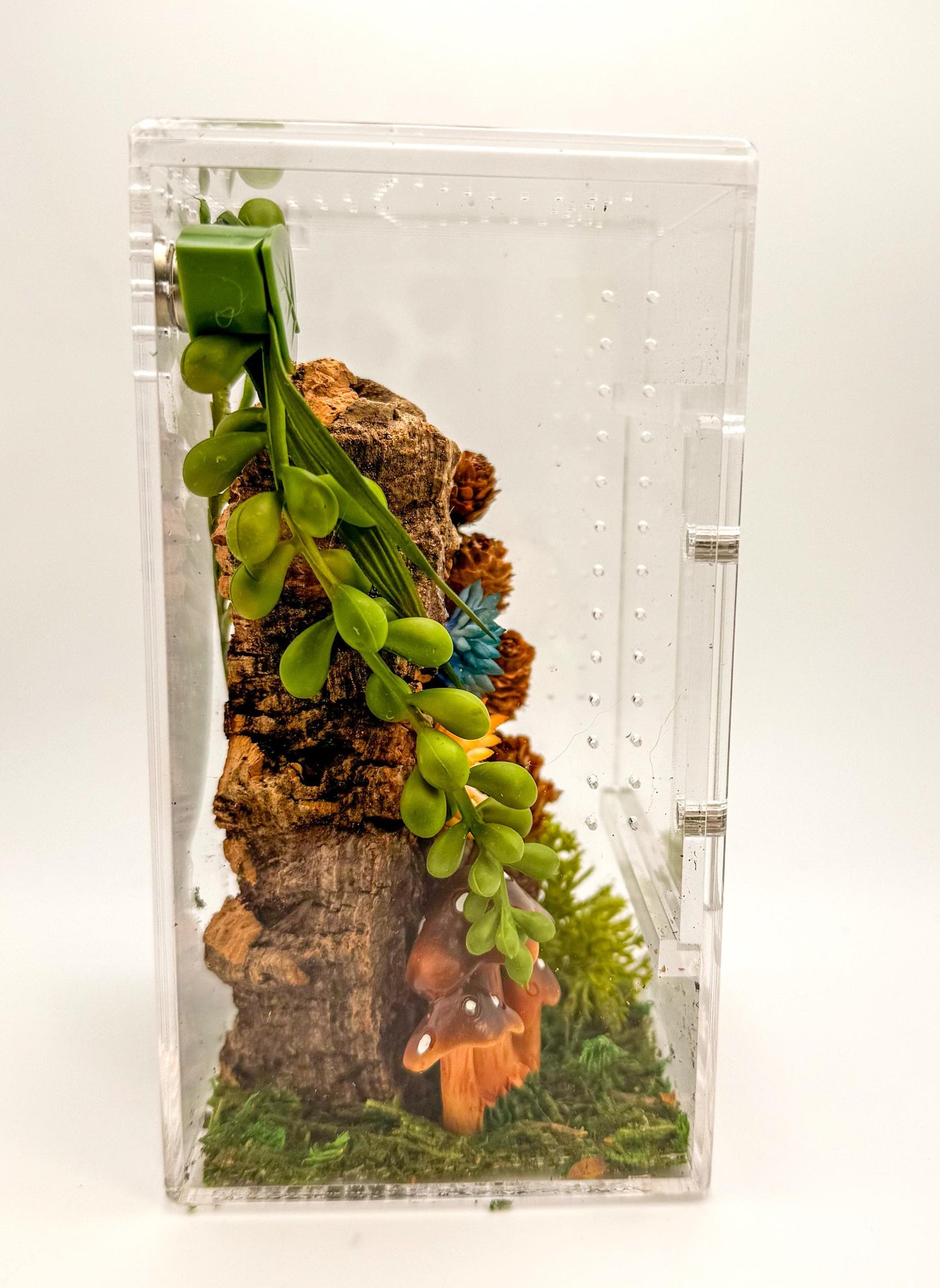 Small Decorated Magnetic Front Opening Jumping Spider Enclosure, 3x3x6
