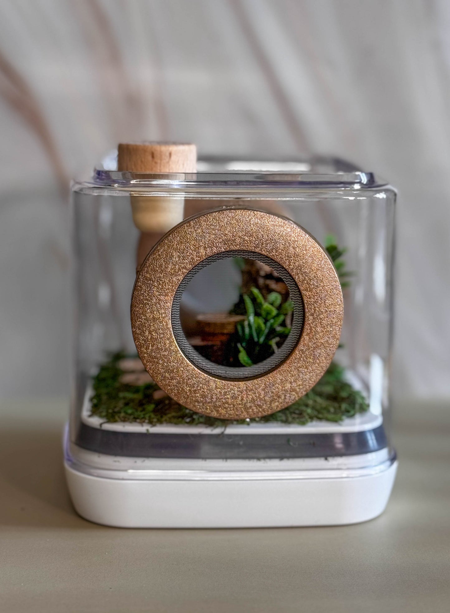 Decorated Small Jumping Spider Enclosure, 5x5x5