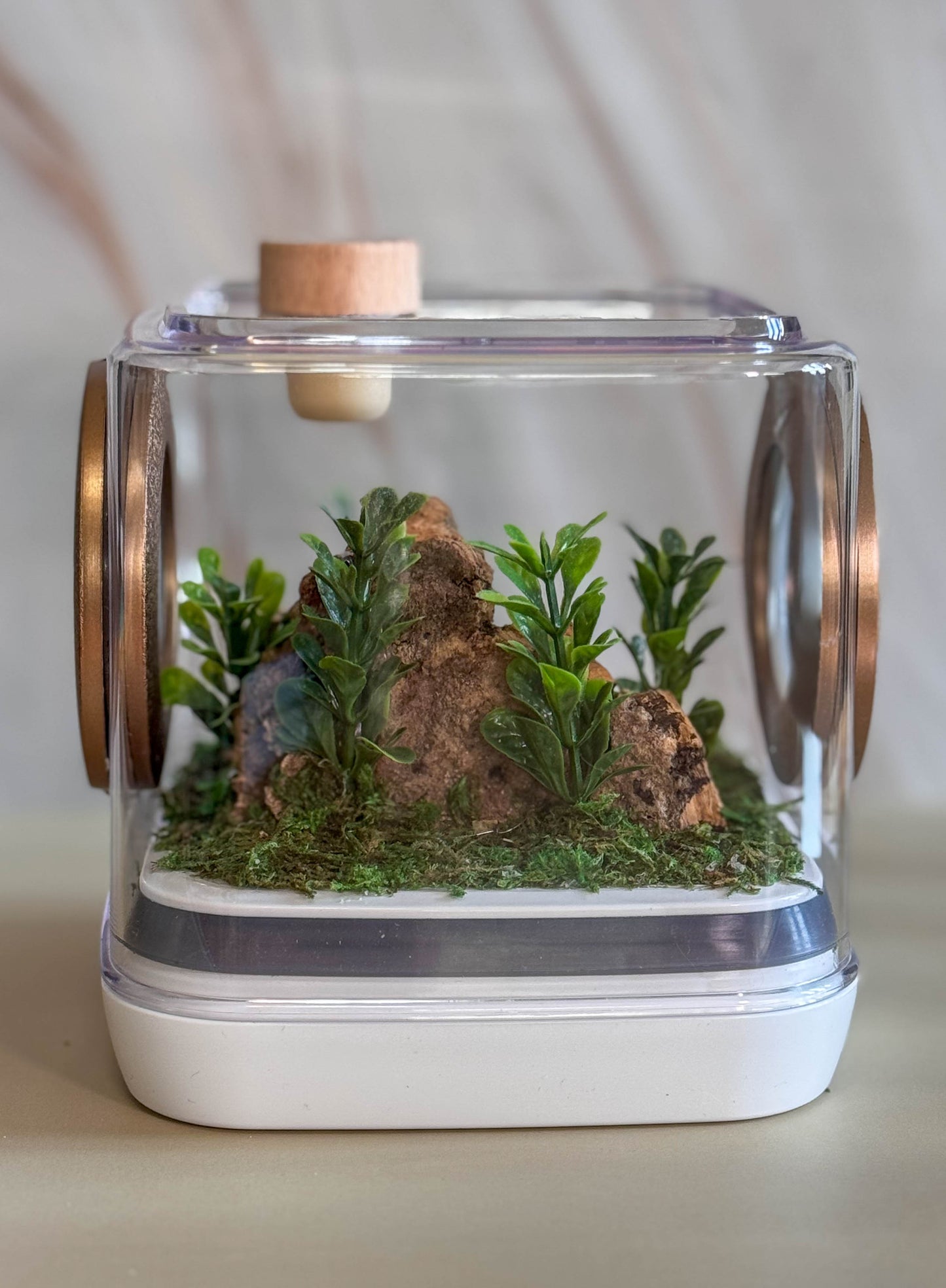 Decorated Small Jumping Spider Enclosure, 5x5x5