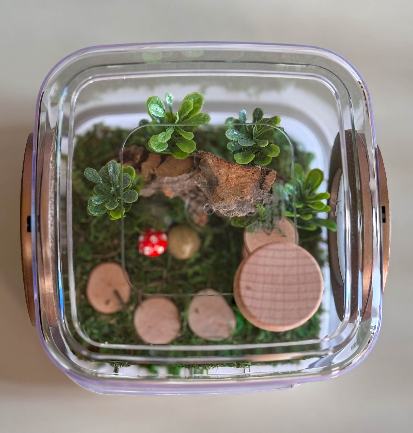 Decorated Small Jumping Spider Enclosure, 5x5x5
