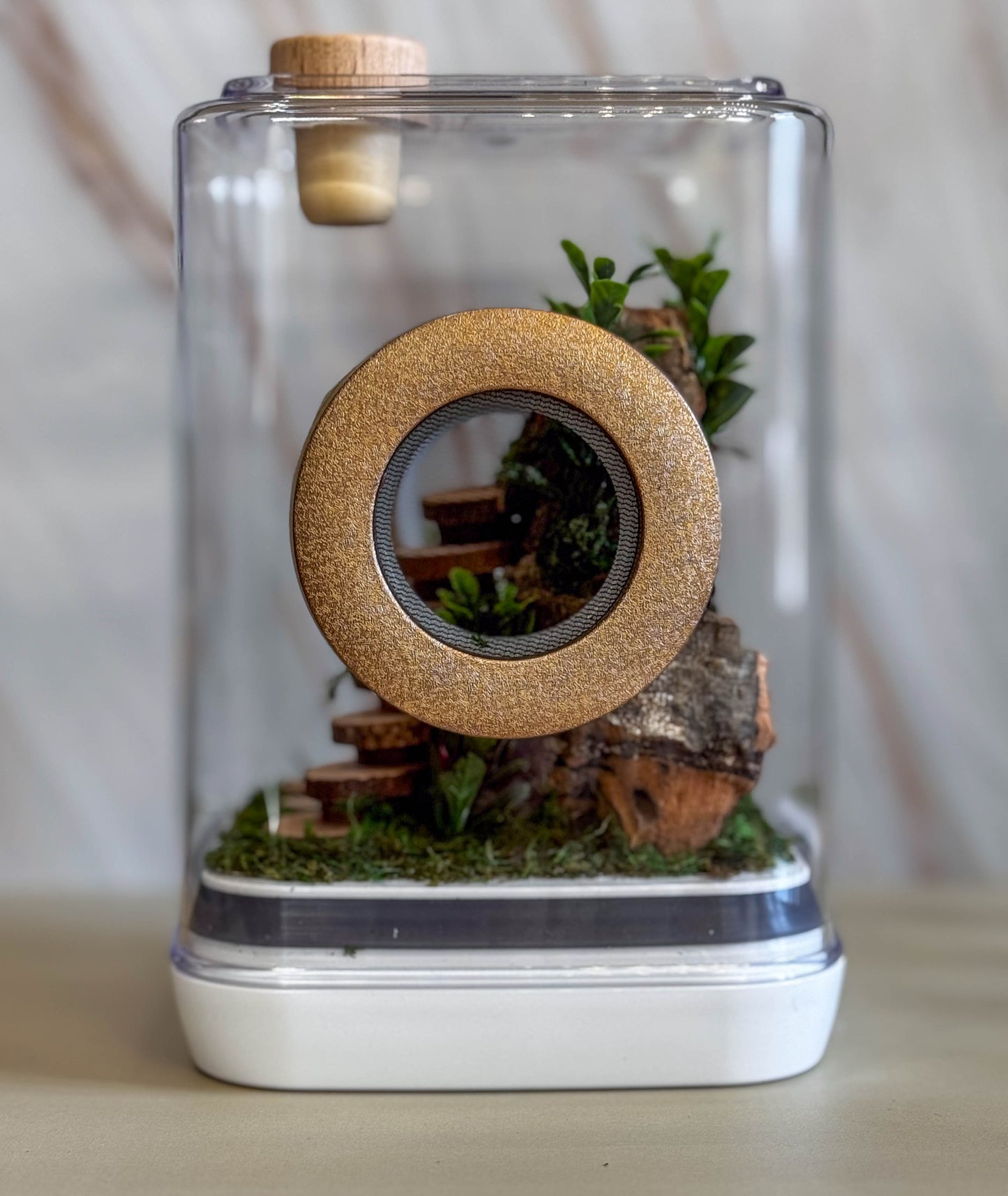 Decorated Medium Jumping Spider Enclosure, 5x5x7