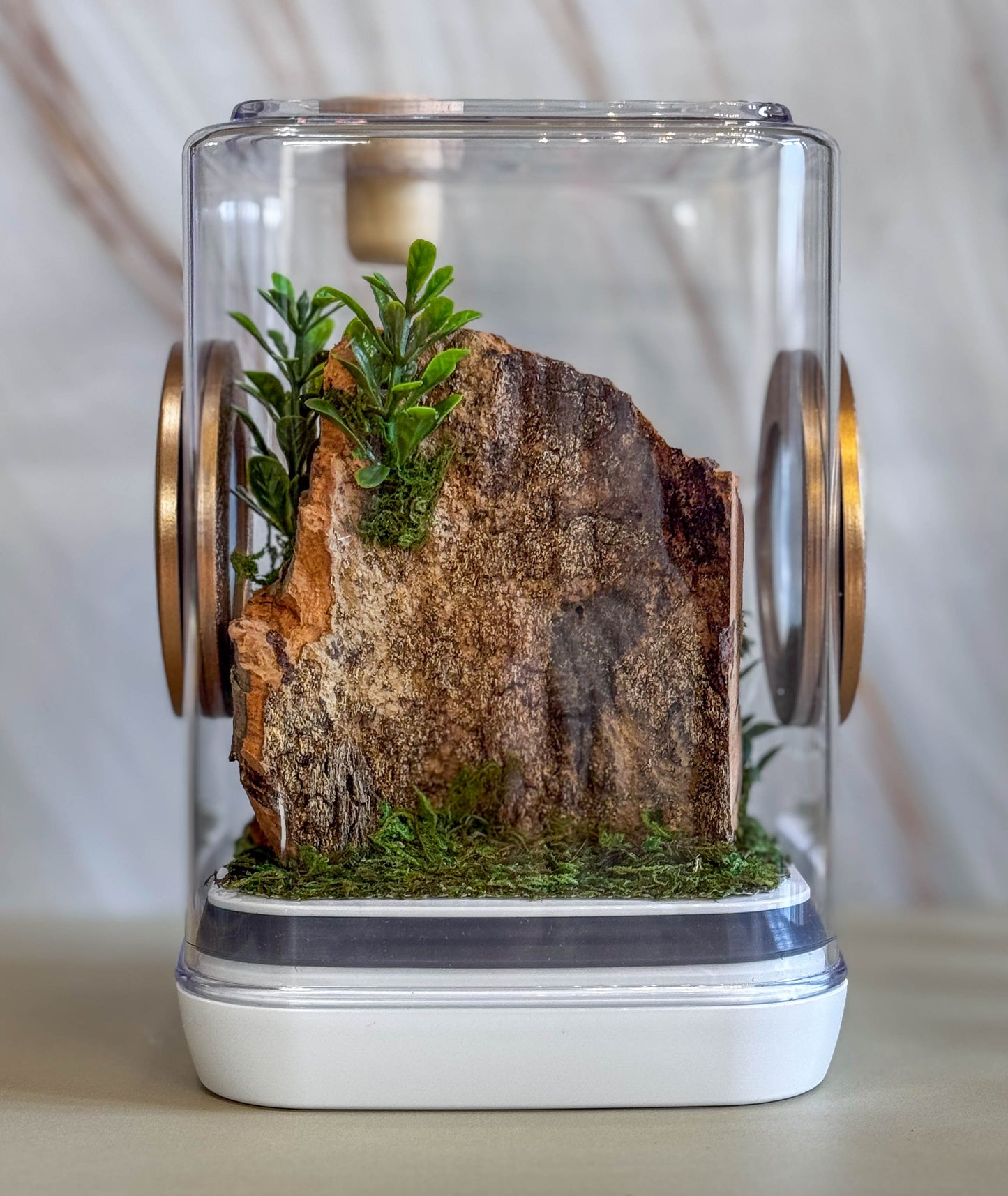 Decorated Medium Jumping Spider Enclosure, 5x5x7