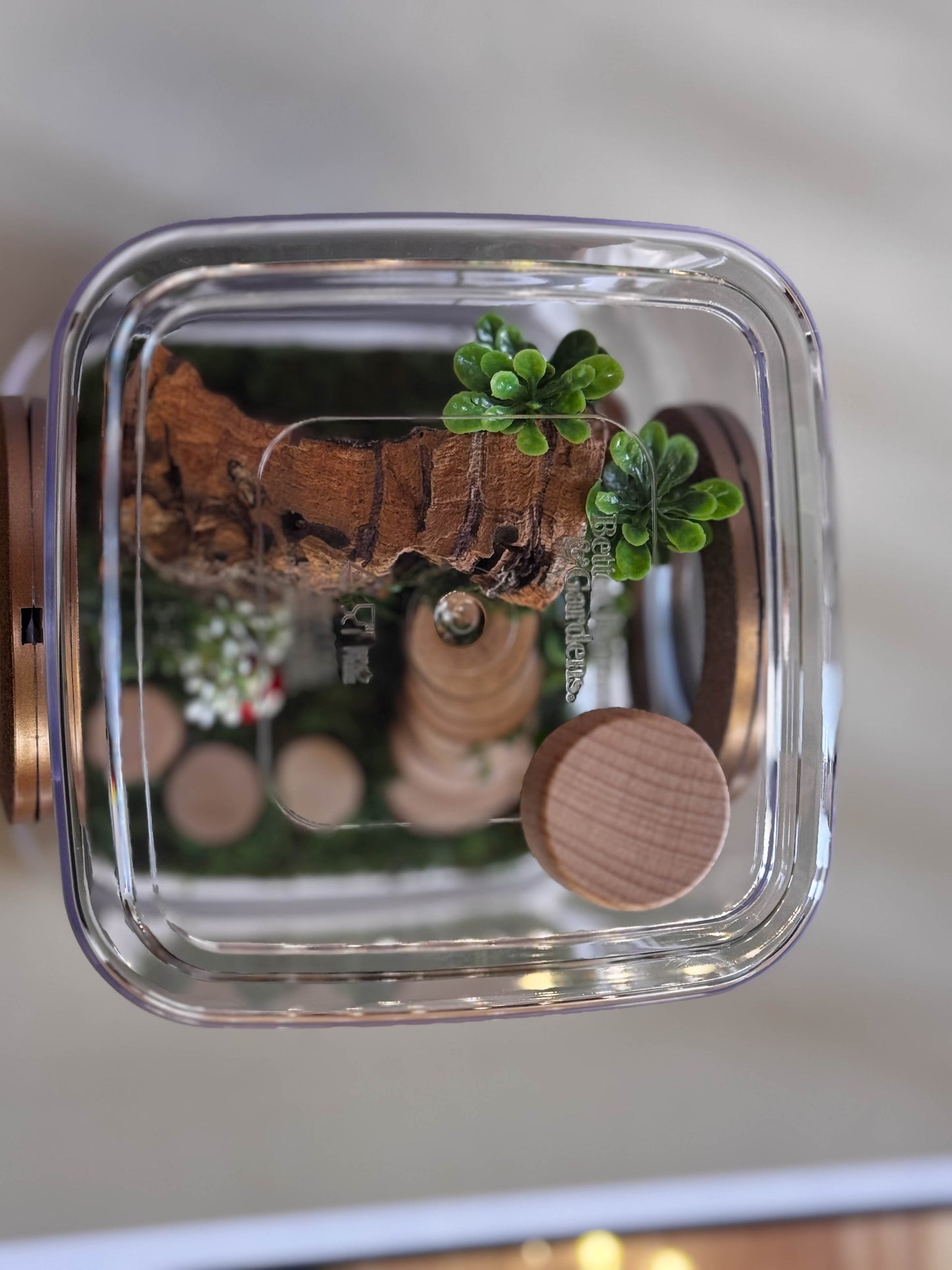 Decorated Medium Jumping Spider Enclosure, 5x5x7