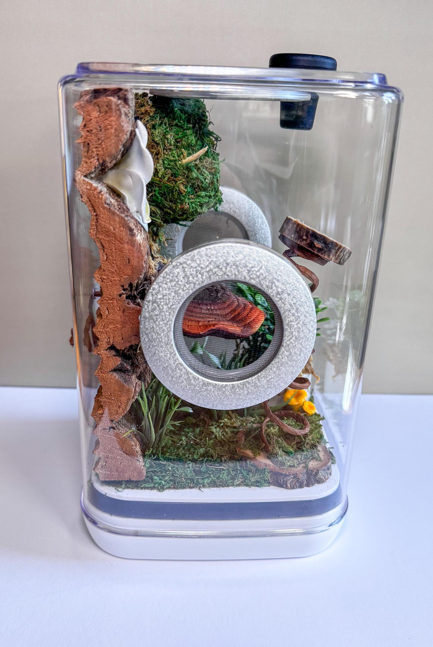 Decorated Large Jumping Spider Enclosure, 6x6x9