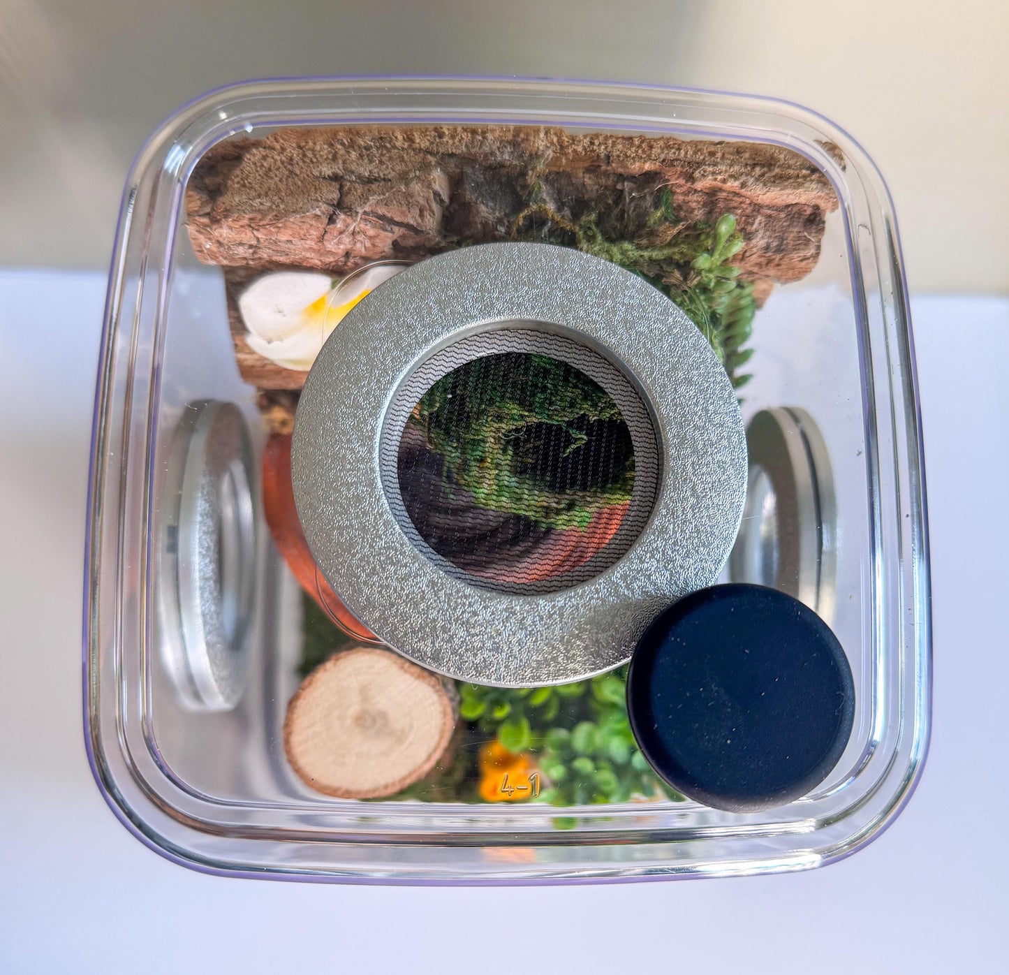 Decorated Large Jumping Spider Enclosure, 6x6x9