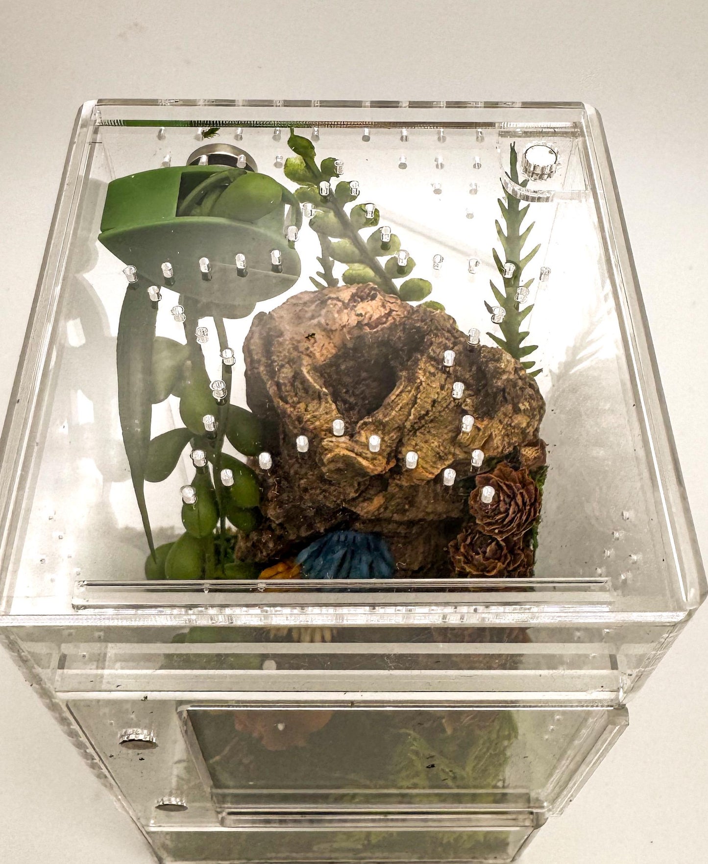 Small Decorated Magnetic Front Opening Jumping Spider Enclosure, 3x3x6