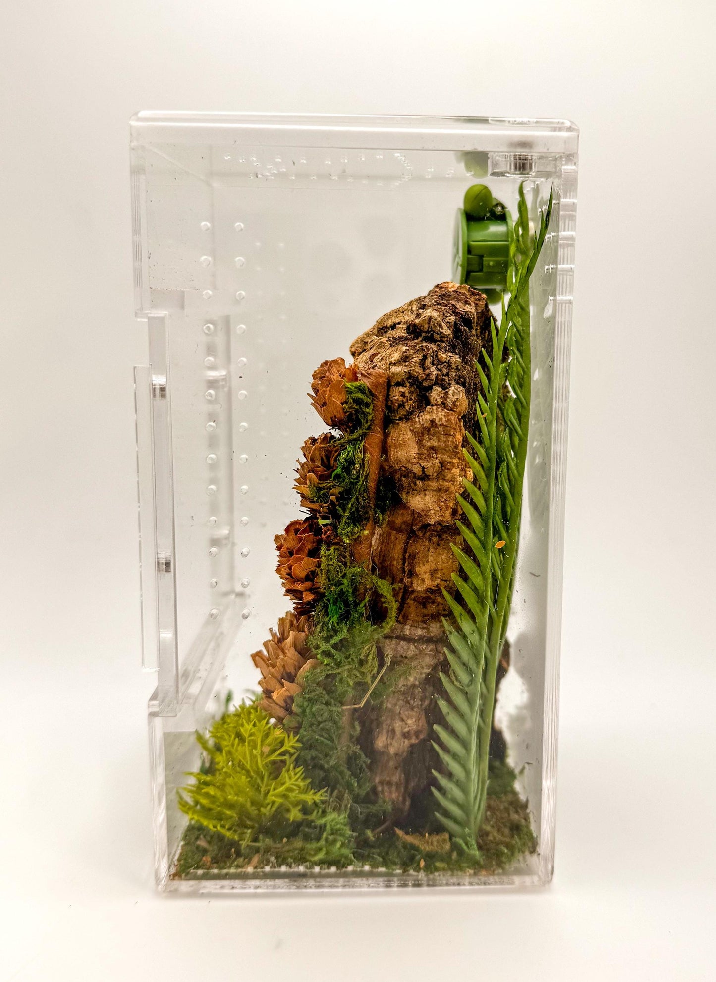 Small Decorated Magnetic Front Opening Jumping Spider Enclosure, 3x3x6