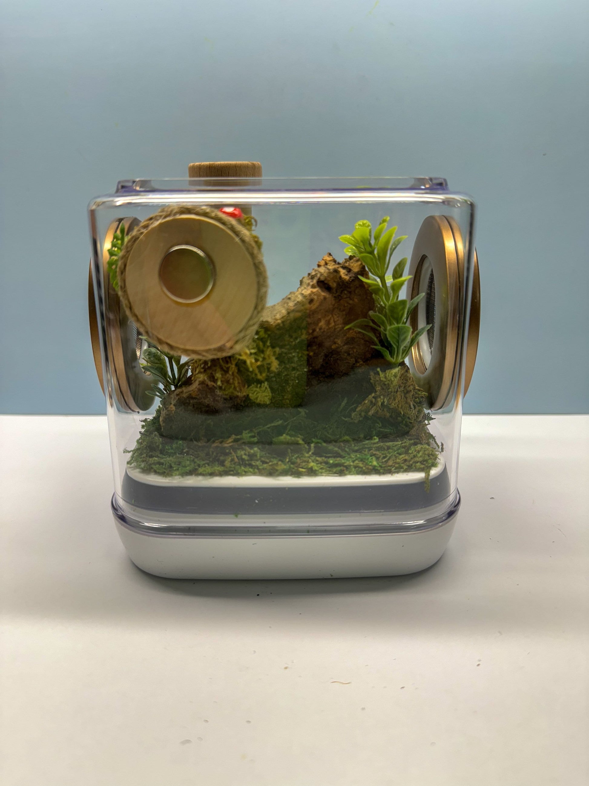Jumping Spider Enclosure, 5x5x5 spider house, spider habitat, arachnid habitat, spider enclosure, jumping spider habitat
