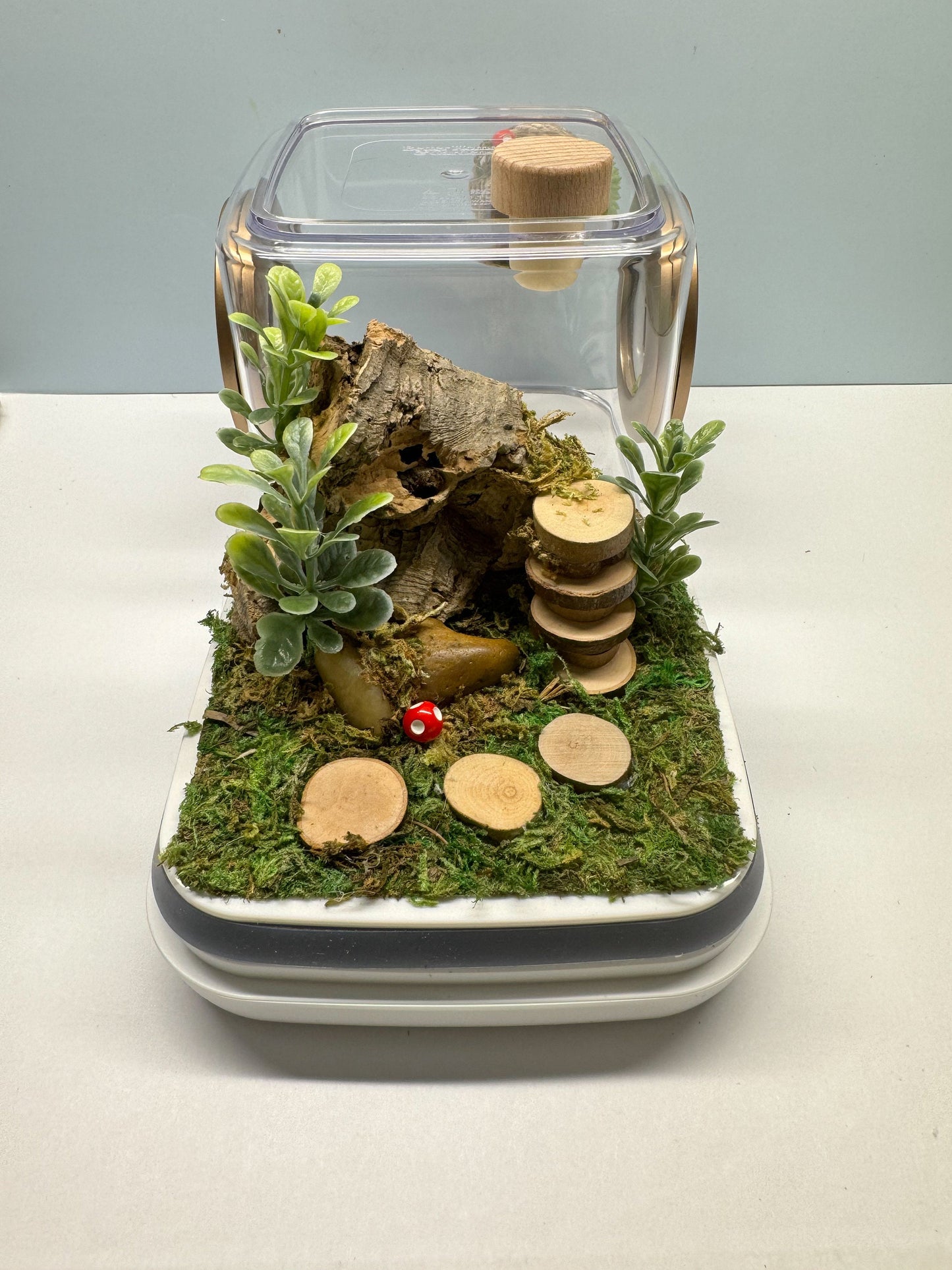 Jumping Spider Enclosure, 5x5x5 spider house, spider habitat, arachnid habitat, spider enclosure, jumping spider habitat