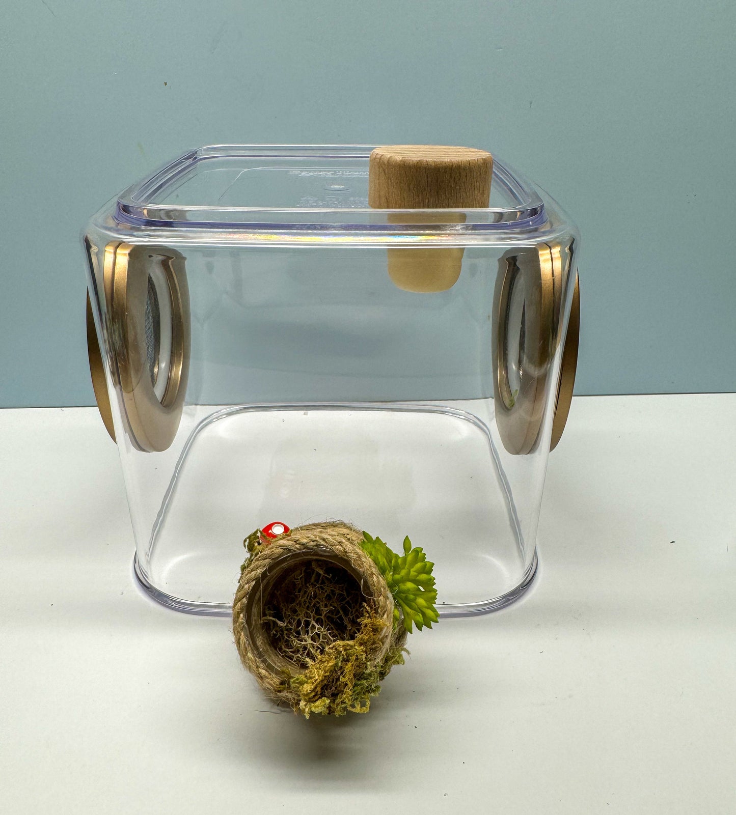 Jumping Spider Enclosure, 5x5x5 spider house, spider habitat, arachnid habitat, spider enclosure, jumping spider habitat