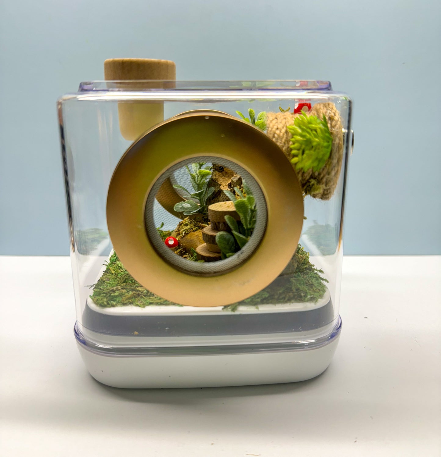 Jumping Spider Enclosure, 5x5x5 spider house, spider habitat, arachnid habitat, spider enclosure, jumping spider habitat