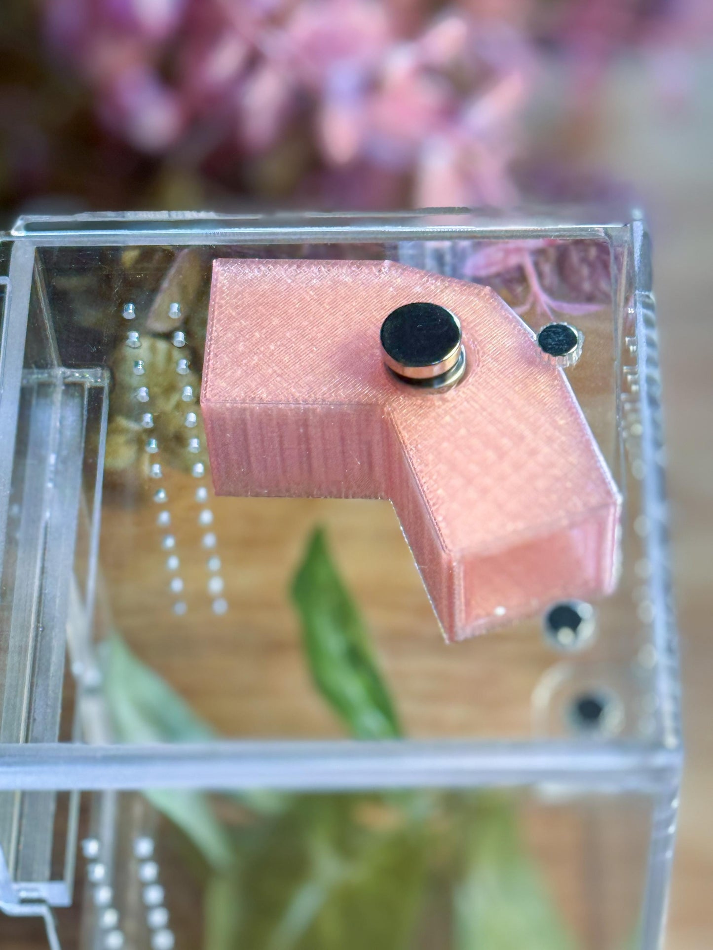 Hide for Jumping Spider, Adult or juvenile, magnet accessories for enclosure or habitat
