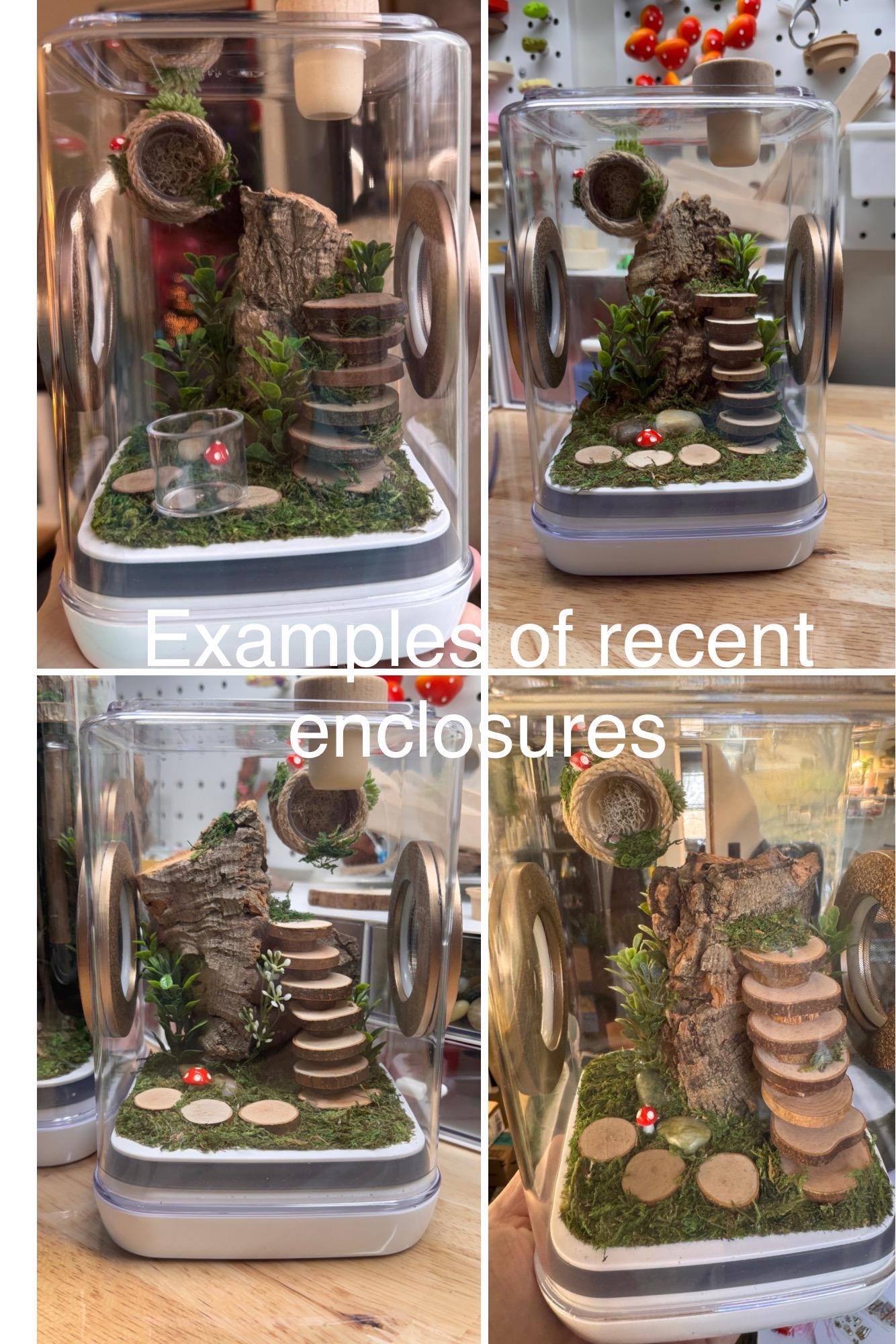 Jumping Spider Enclosure 5x5x7, spider house, spider habitat, arachnid habitat, spider enclosure, jumping spider habitat