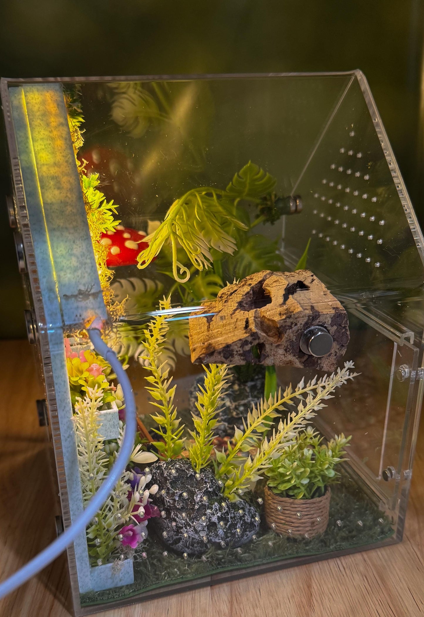 Decorated Acrylic Jumping Spider Enclosure, Front Opening Habitat (8x5x5)