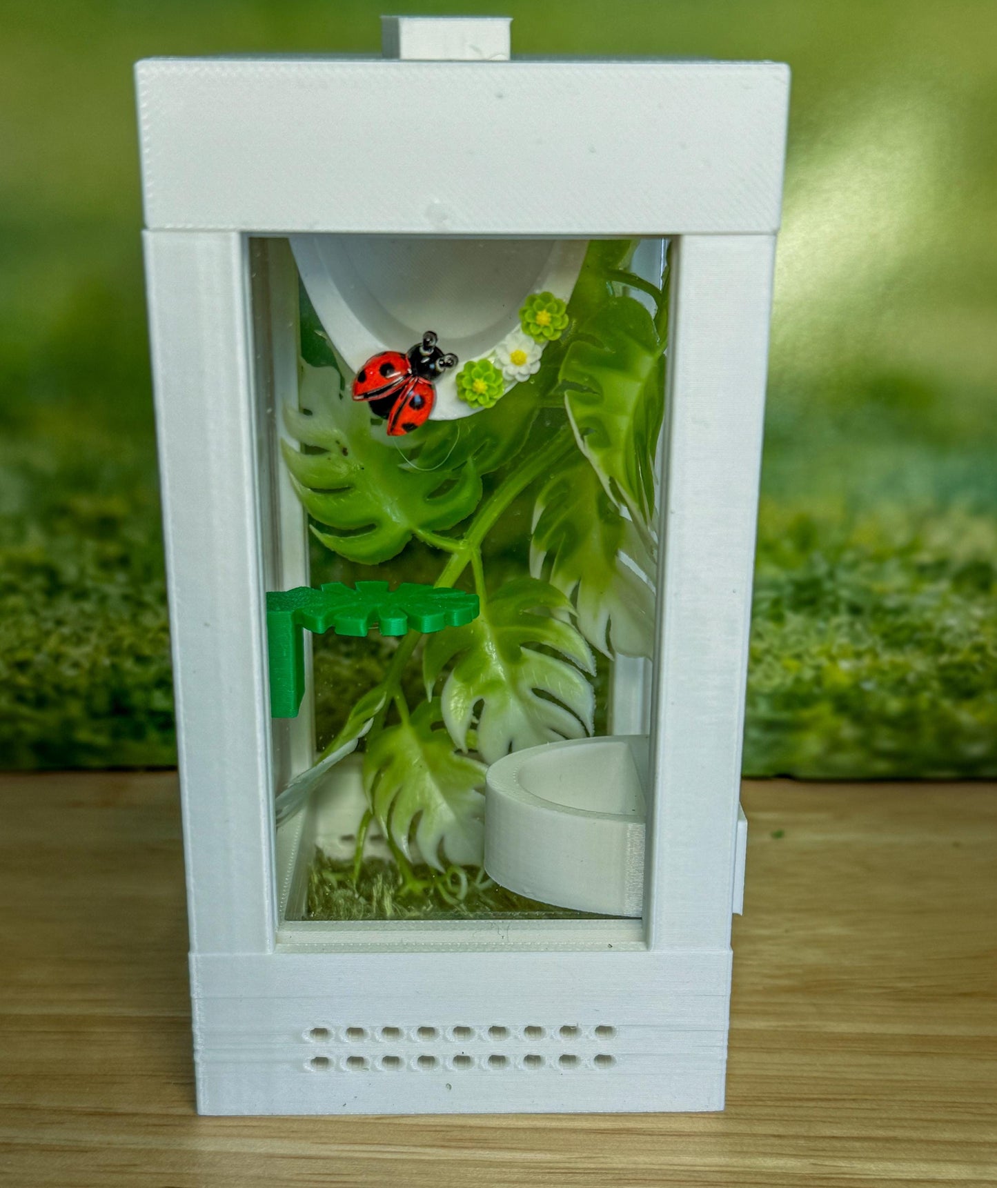 Decorated Sling Jumping Spider Enclosure with food dish and shelf