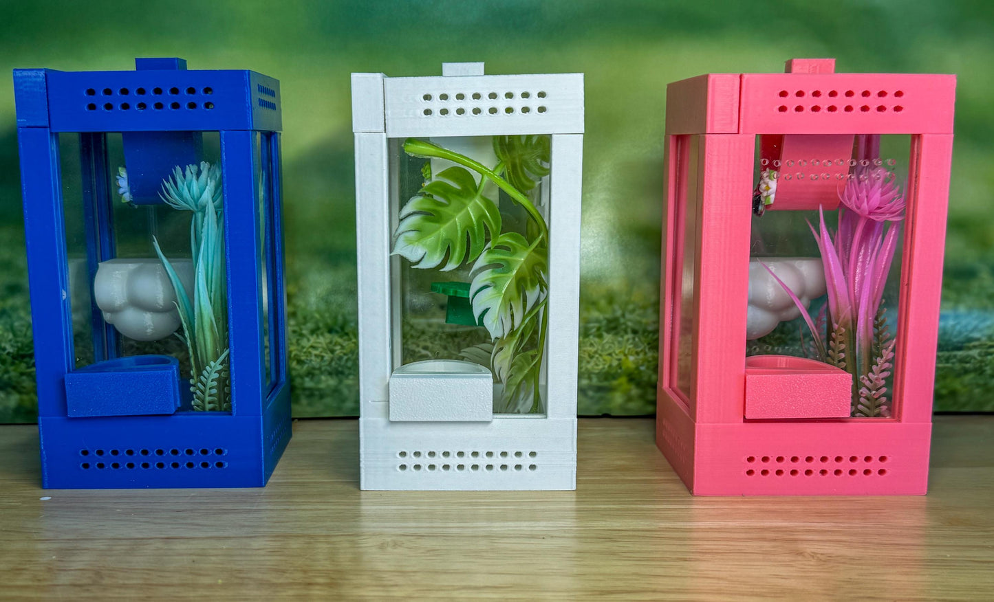 Decorated Sling Jumping Spider Enclosure with food dish and shelf