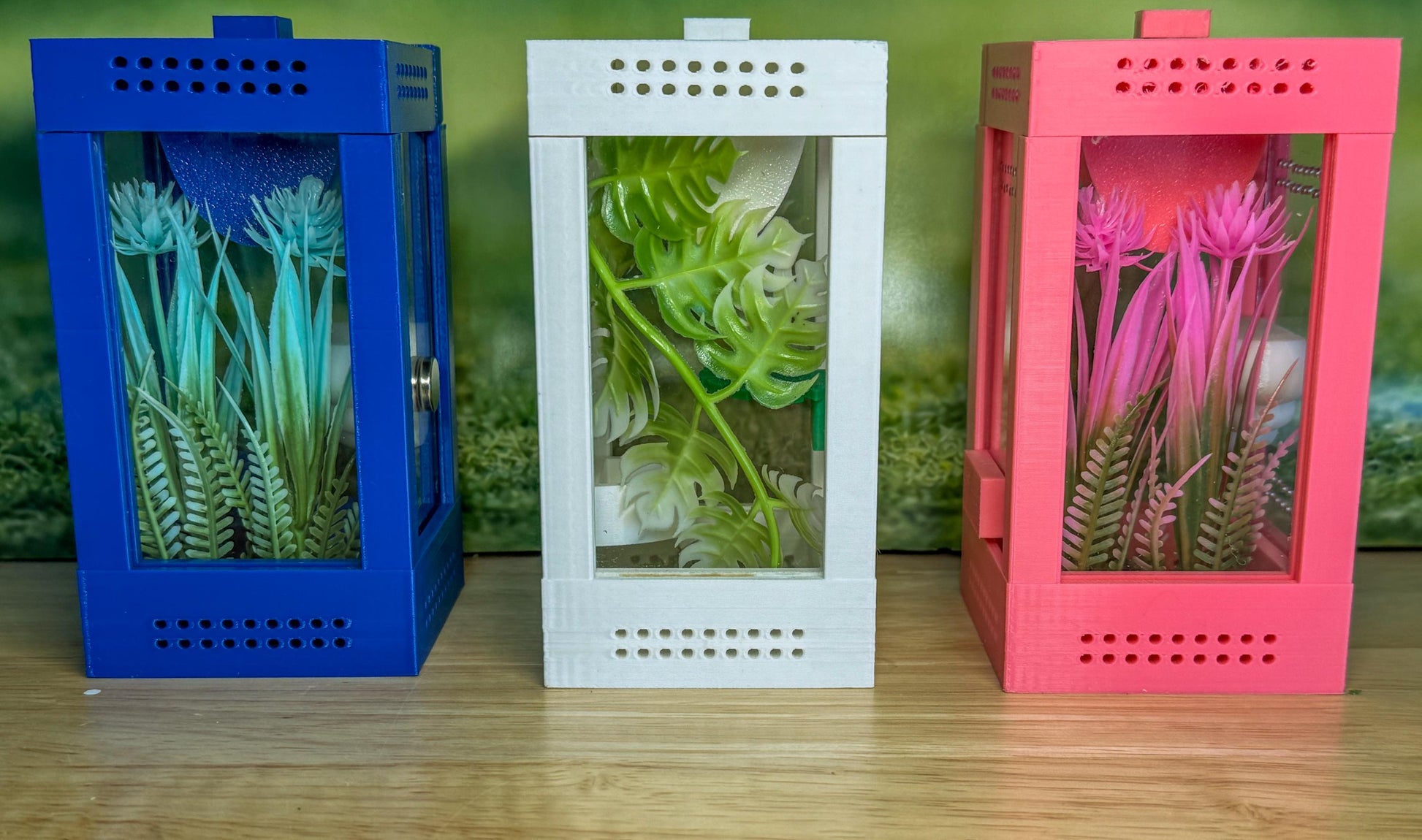 Decorated Sling Jumping Spider Enclosure with food dish and shelf