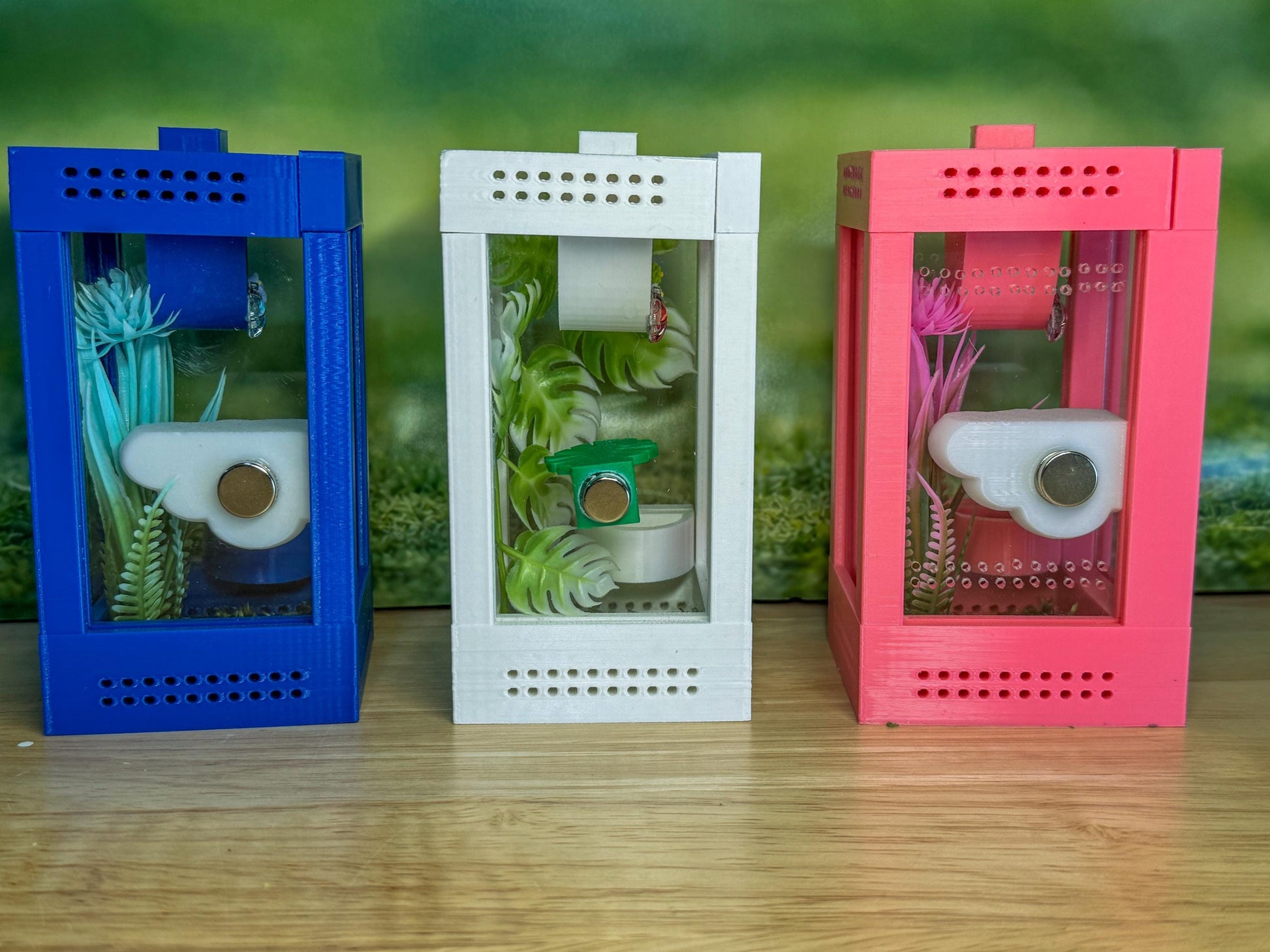 Decorated Sling Jumping Spider Enclosure with food dish and shelf