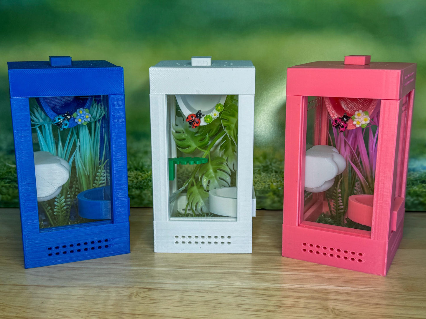 Decorated Sling Jumping Spider Enclosure with food dish and shelf
