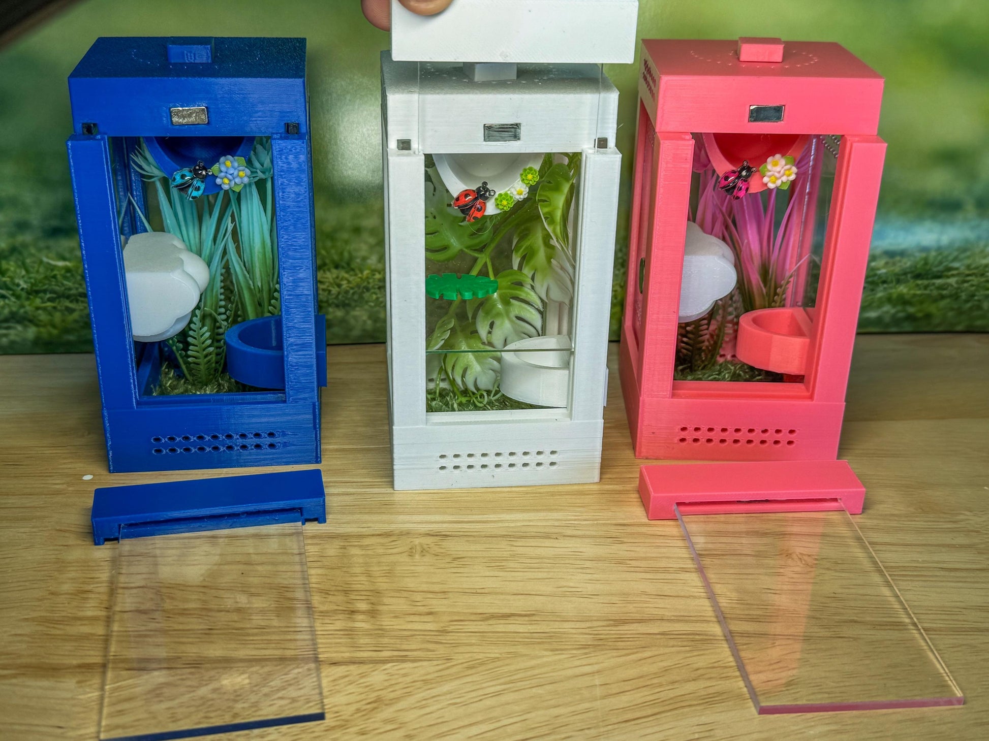 Decorated Sling Jumping Spider Enclosure with food dish and shelf