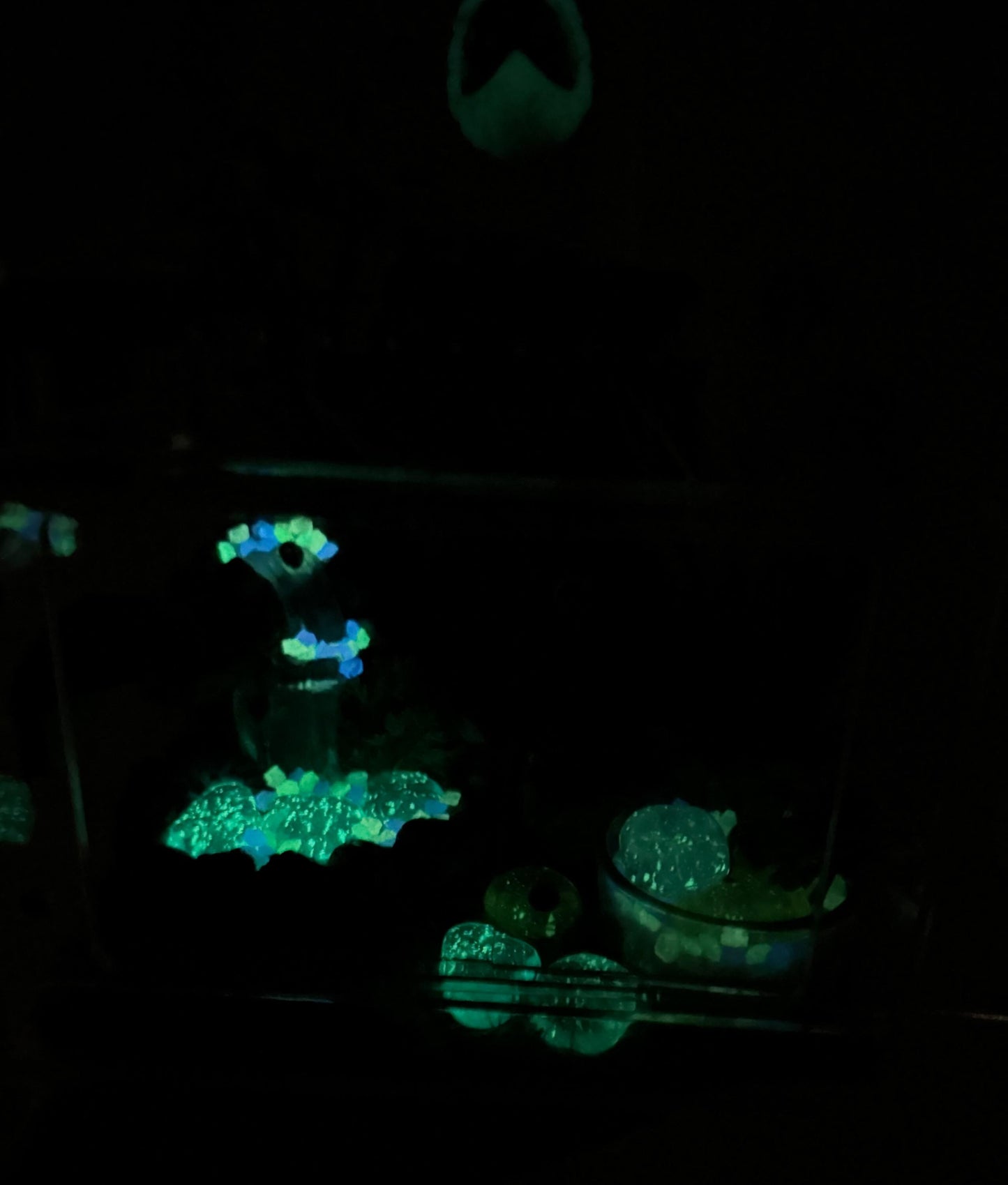 Large Decorated Acrylic Jumping Spider Enclosure, Front Opening Habitat (8x6x6)