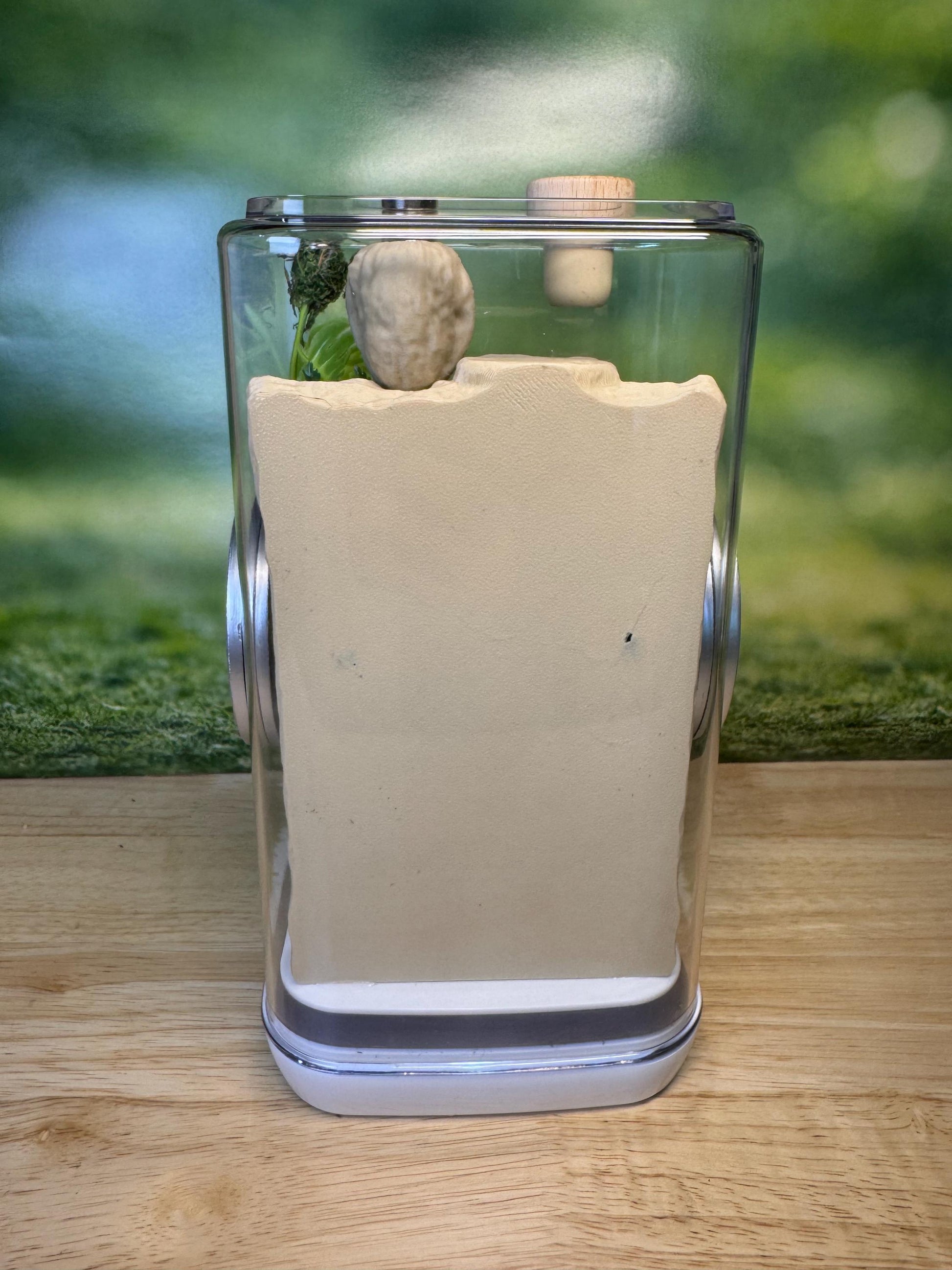 Decorated Jumping Spider Enclosure, 5x5x9, , READY TO SHIP, extra large spider house