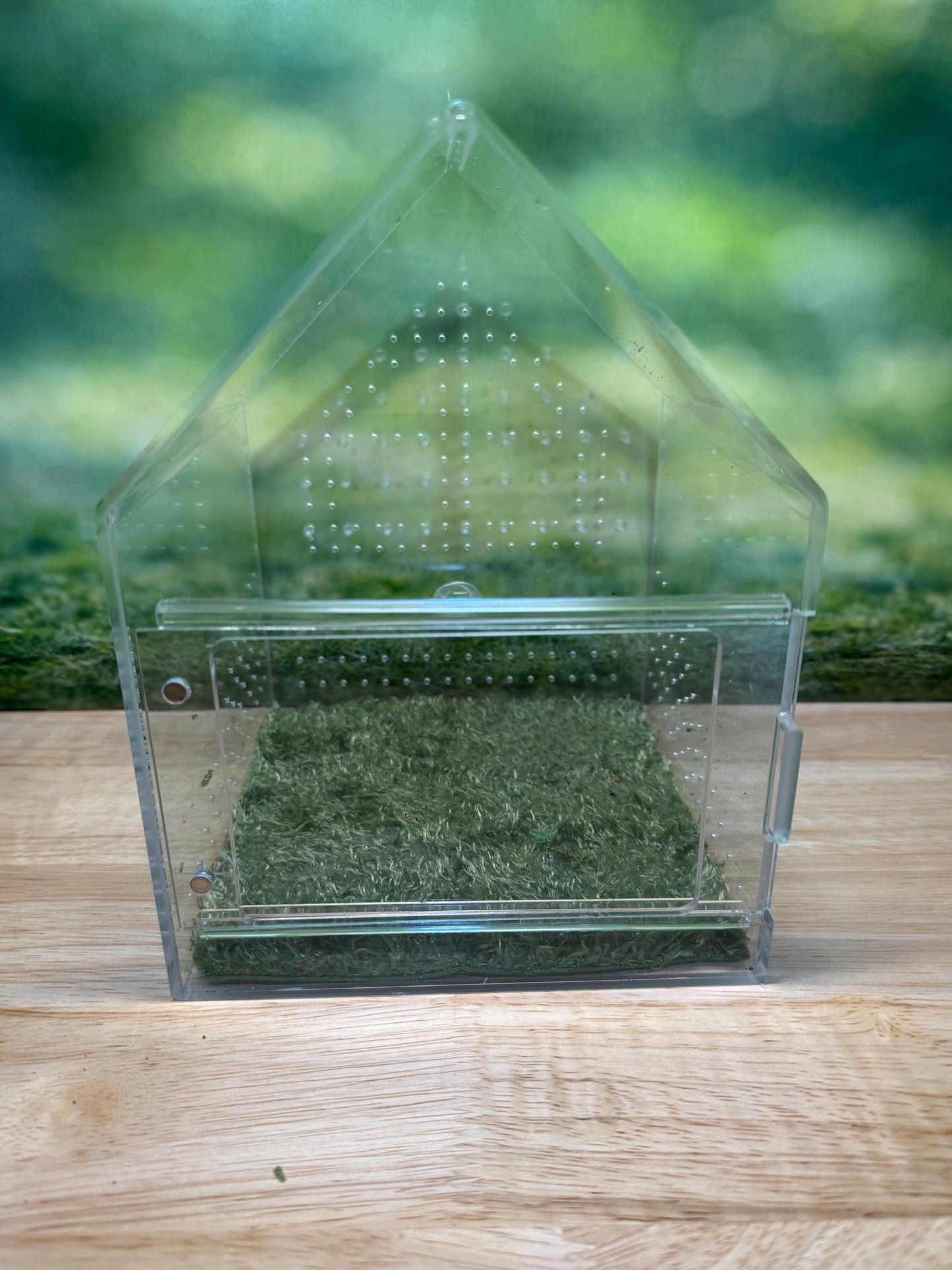 Large Decorated Acrylic Jumping Spider Enclosure, Front Opening Habitat (8x6x6)