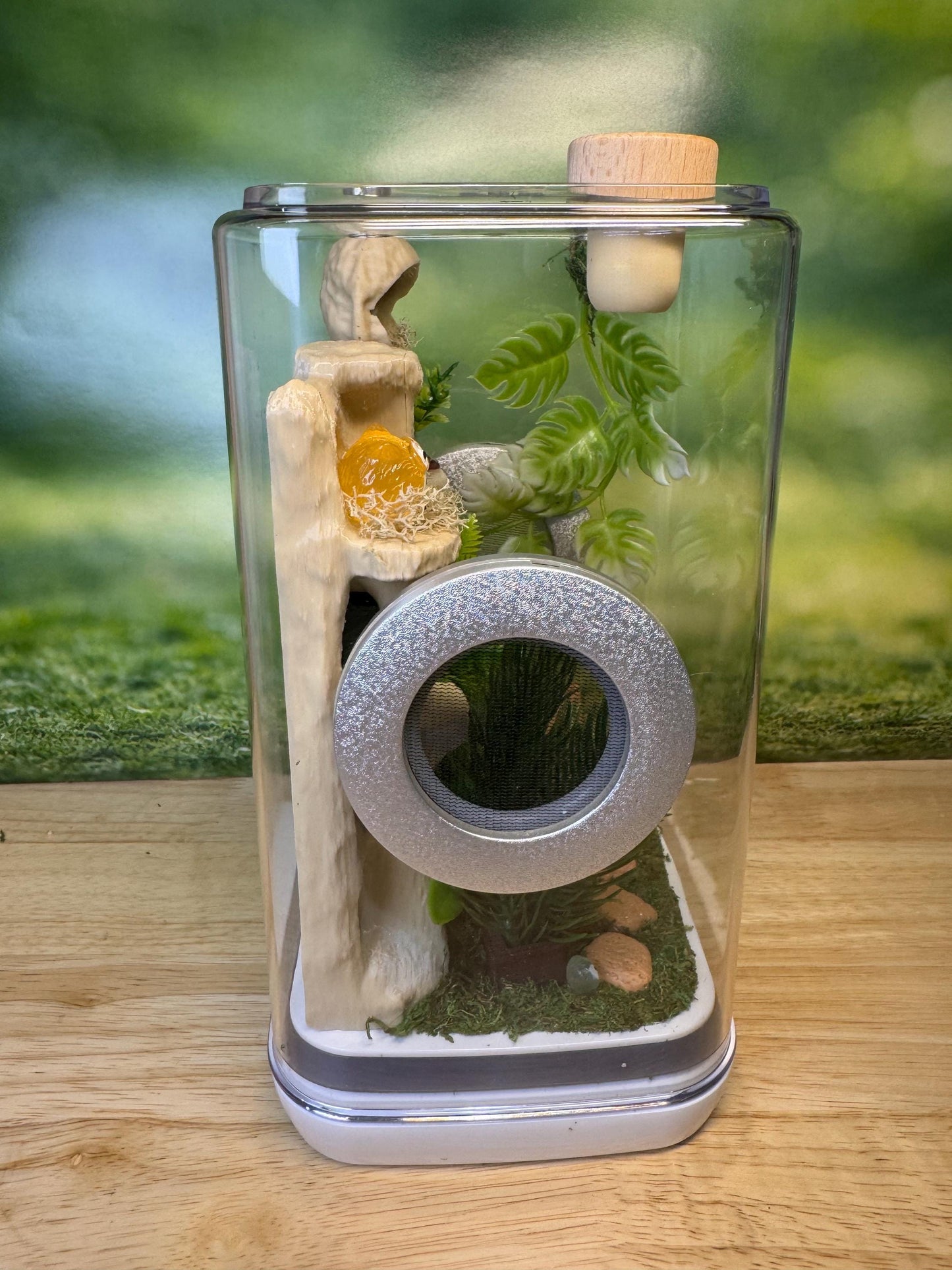 Decorated Jumping Spider Enclosure, 5x5x9, , READY TO SHIP, extra large spider house
