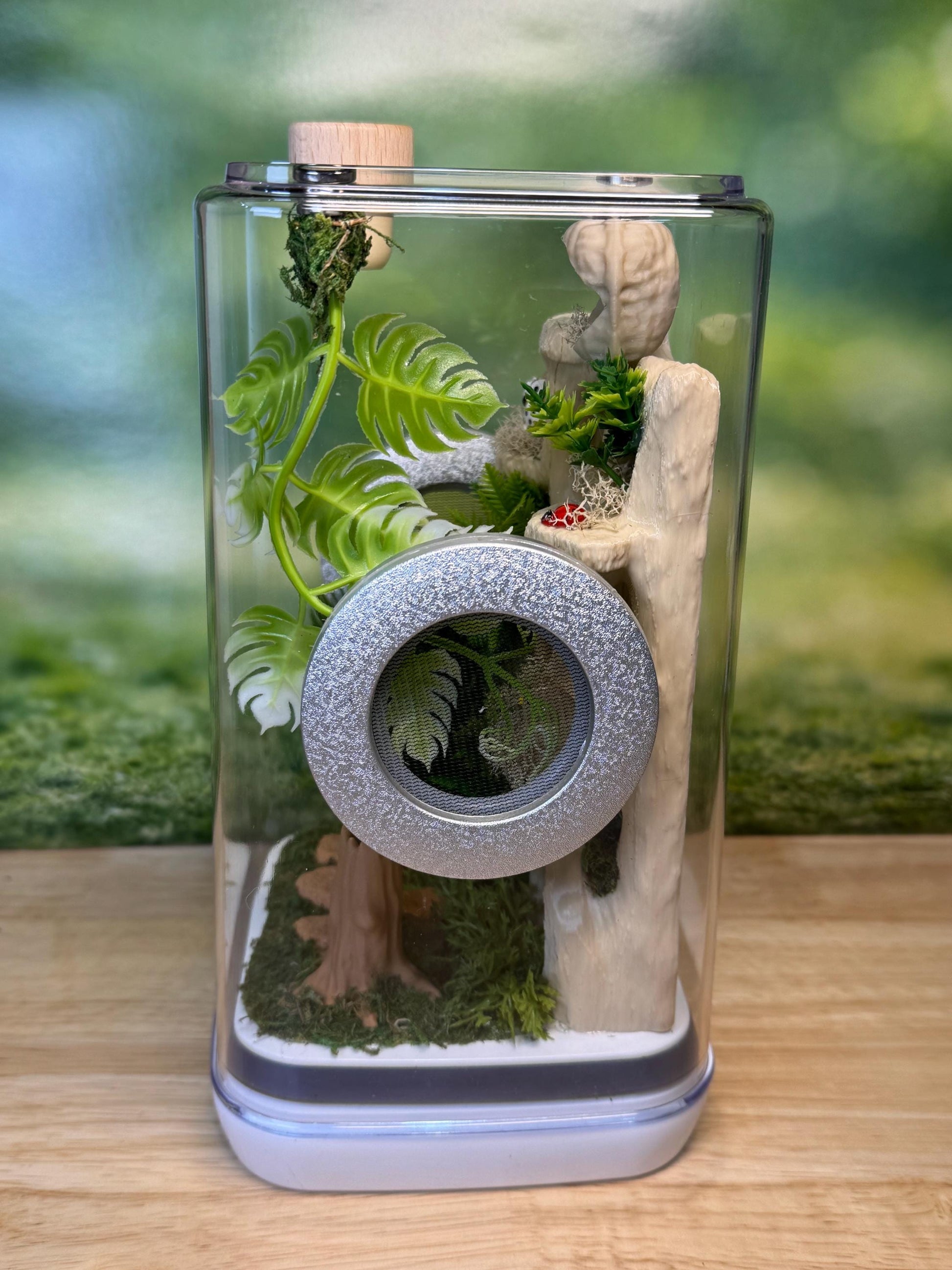 Decorated Jumping Spider Enclosure, 5x5x9, , READY TO SHIP, extra large spider house