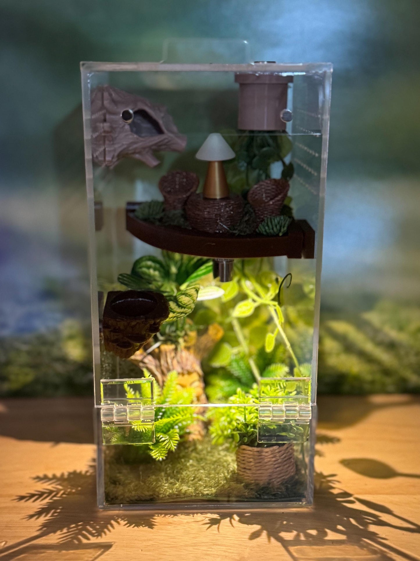 Front Opening Jumping Spider Enclosure 4x4x8, Acrylic Habitat Tank