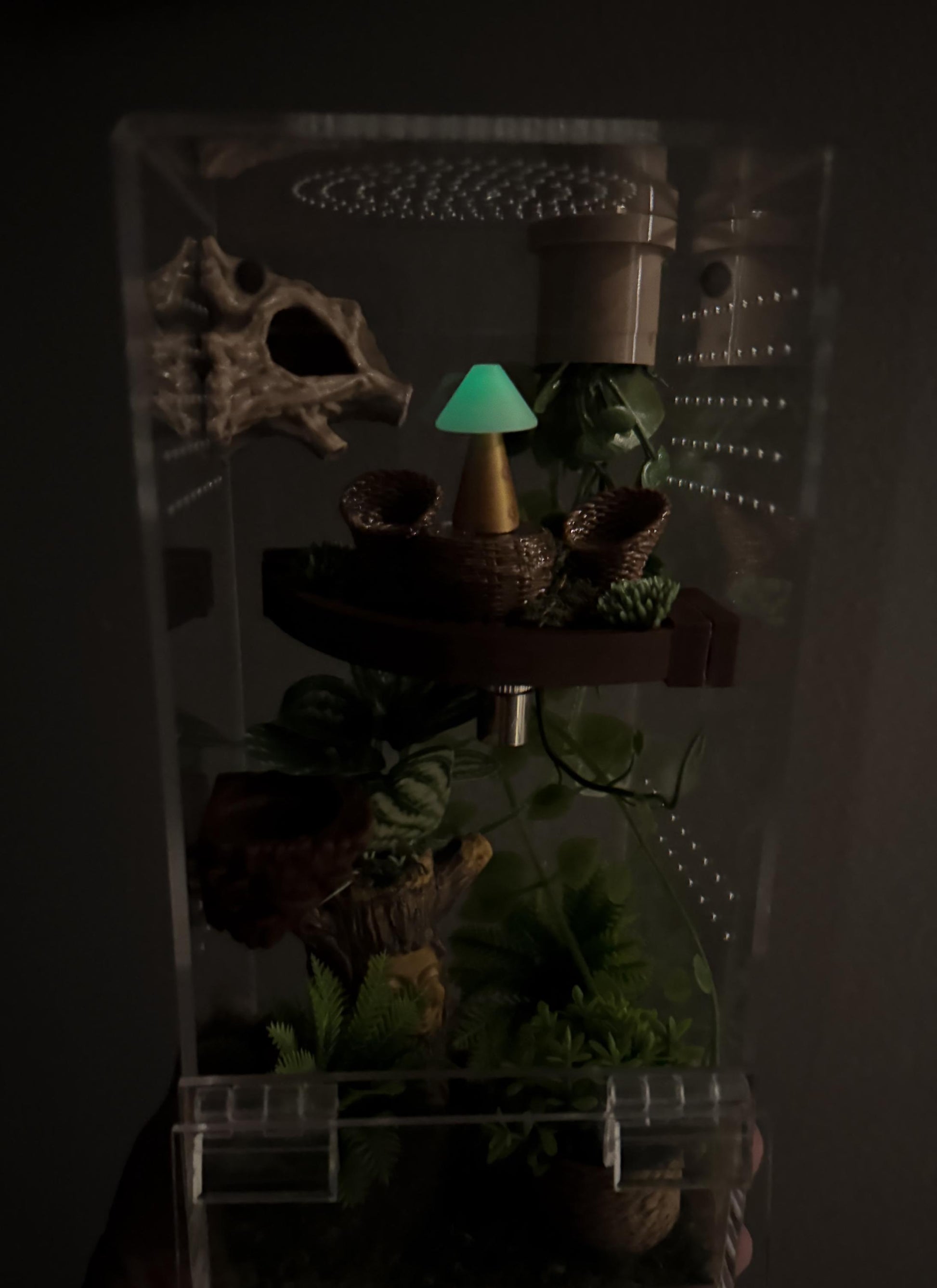 Front Opening Jumping Spider Enclosure 4x4x8, Acrylic Habitat Tank