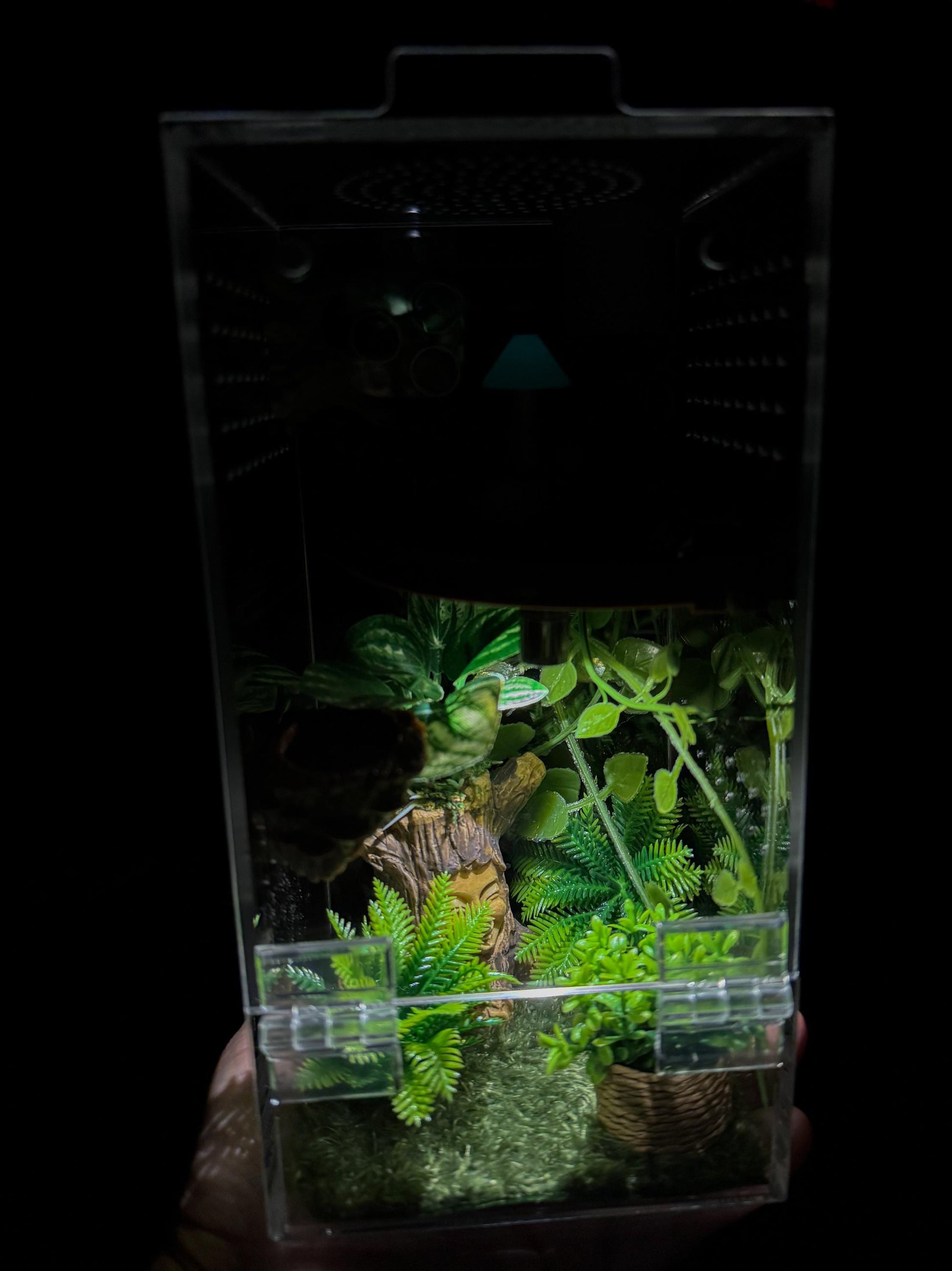 Front Opening Jumping Spider Enclosure 4x4x8, Acrylic Habitat Tank
