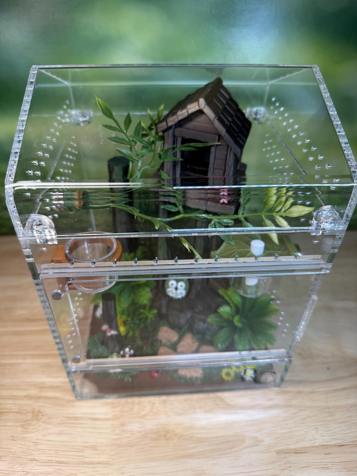 Decorated Acrylic Jumping Spider Enclosure, Magnetic Top and Front Opening Habitat, Large, 5.75x5.75x8
