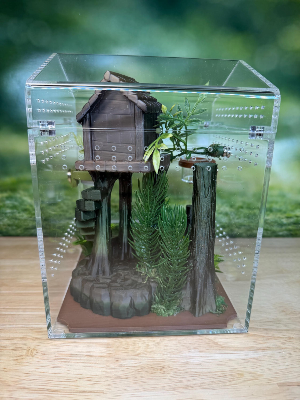 Decorated Acrylic Jumping Spider Enclosure, Magnetic Top and Front Opening Habitat, Large, 5.75x5.75x8