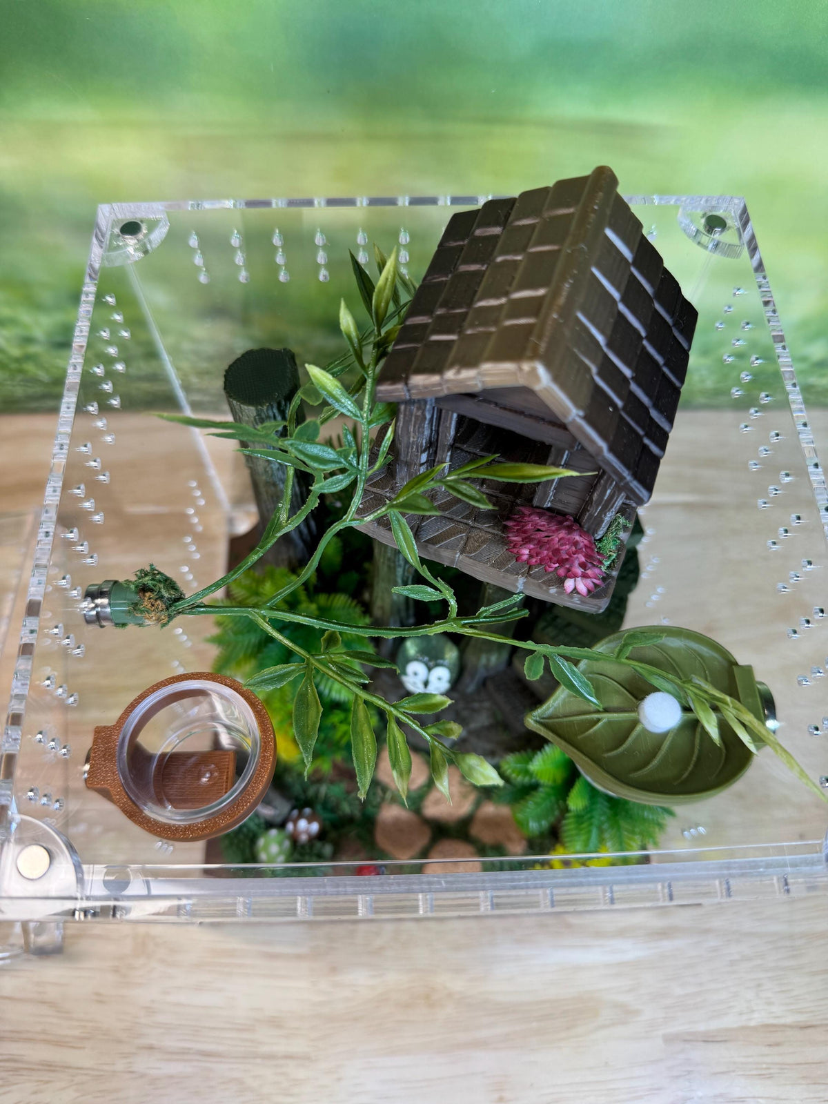 Decorated Acrylic Jumping Spider Enclosure, Magnetic Top and Front Opening Habitat, Large, 5.75x5.75x8