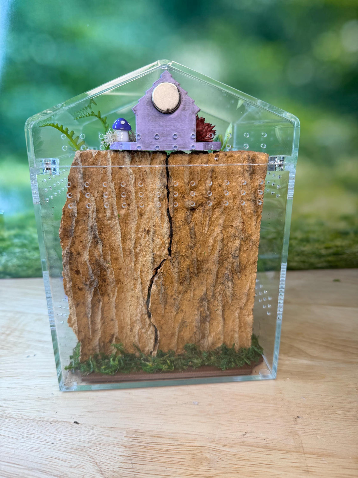 Decorated Acrylic Jumping Spider Enclosure, Magnetic Top and Front Opening Habitat, Large, 5.75x5.75x8